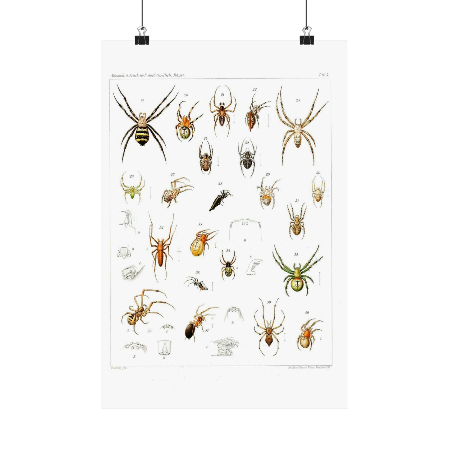 Japanese-spiders-Dönitz-Boesenberg-1909-Tafel4 High Quality Matte Wall Art Poster for Home, Office, Classroom