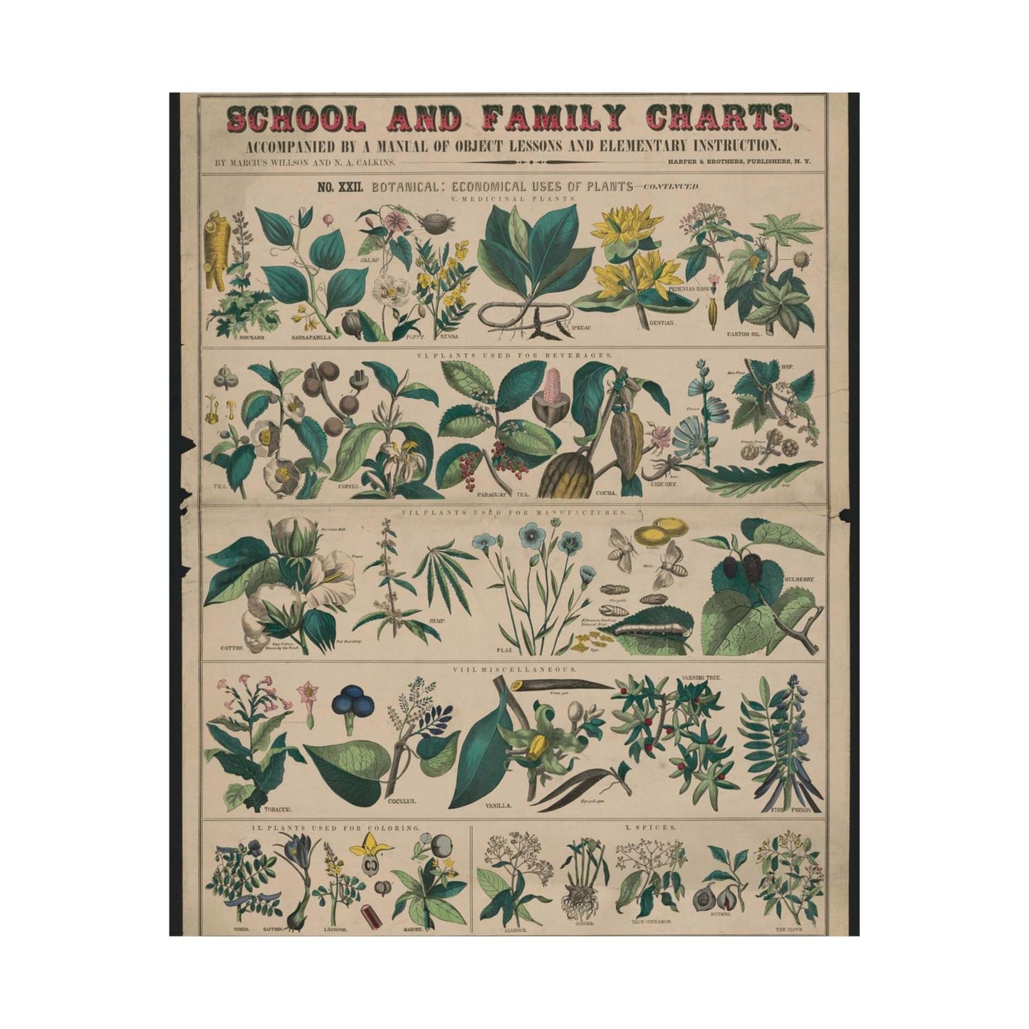 School and family charts, accompanied by a manual of object lessons and elementary instruction, by Marcius Willson and N.A. Calkins. No. XXII. Botanical: economical uses of plants-continued High Quality Matte Wall Art Poster for Home, Office, Classroom