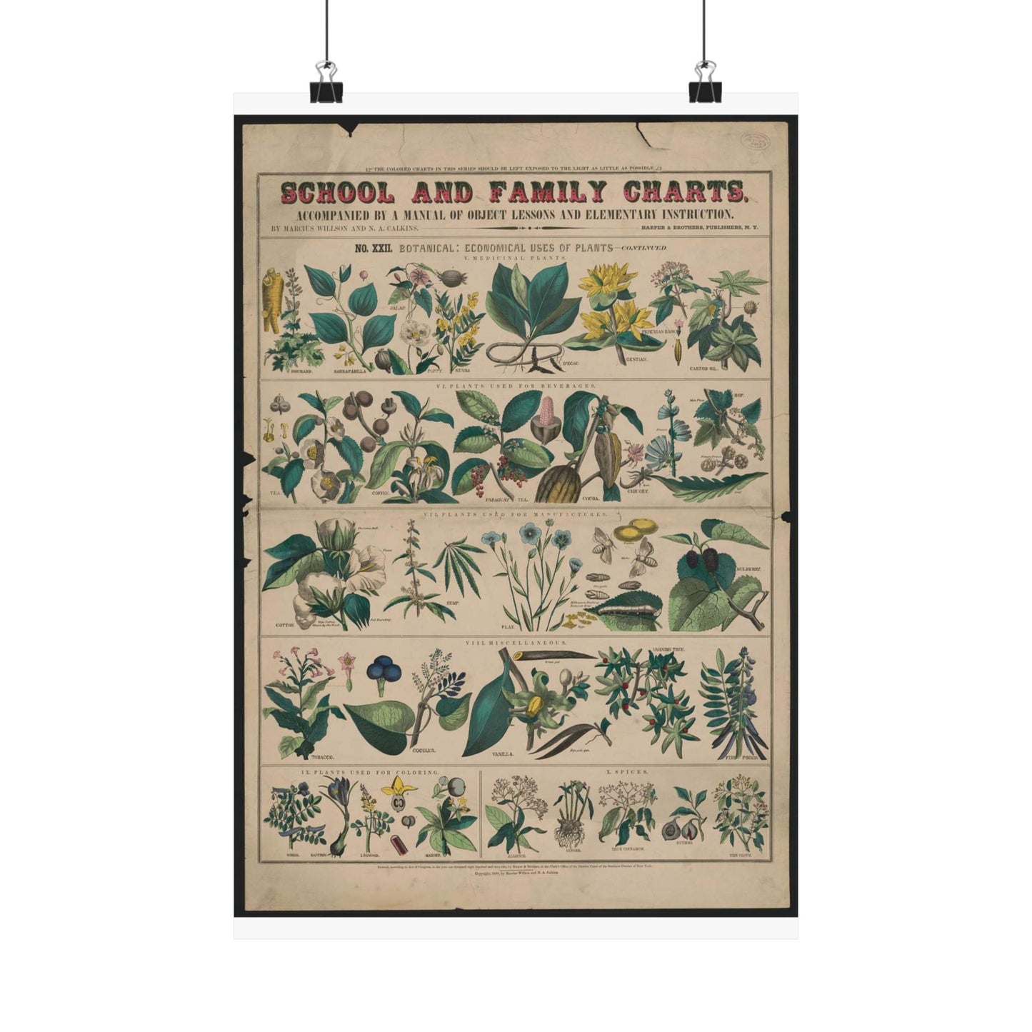 School and family charts, accompanied by a manual of object lessons and elementary instruction, by Marcius Willson and N.A. Calkins. No. XXII. Botanical: economical uses of plants-continued High Quality Matte Wall Art Poster for Home, Office, Classroom