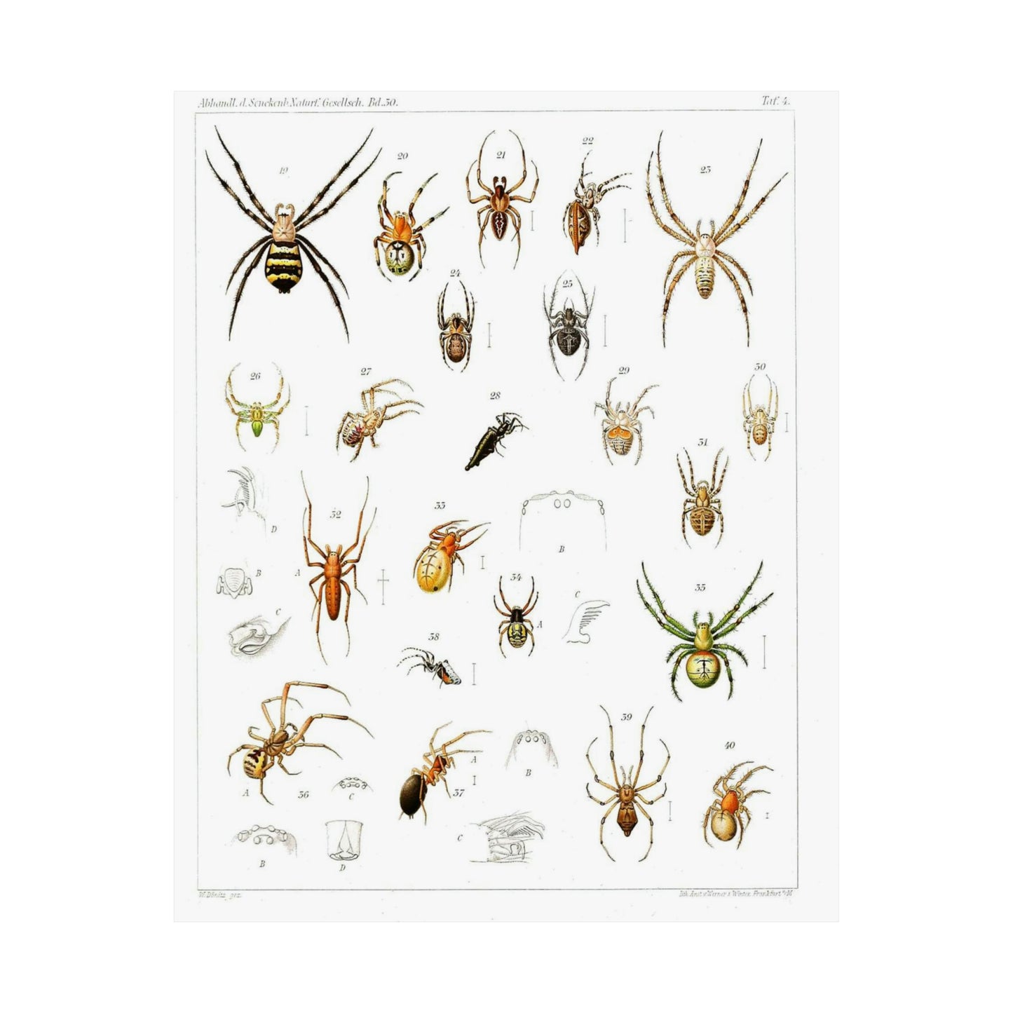Japanese-spiders-Dönitz-Boesenberg-1909-Tafel4 High Quality Matte Wall Art Poster for Home, Office, Classroom