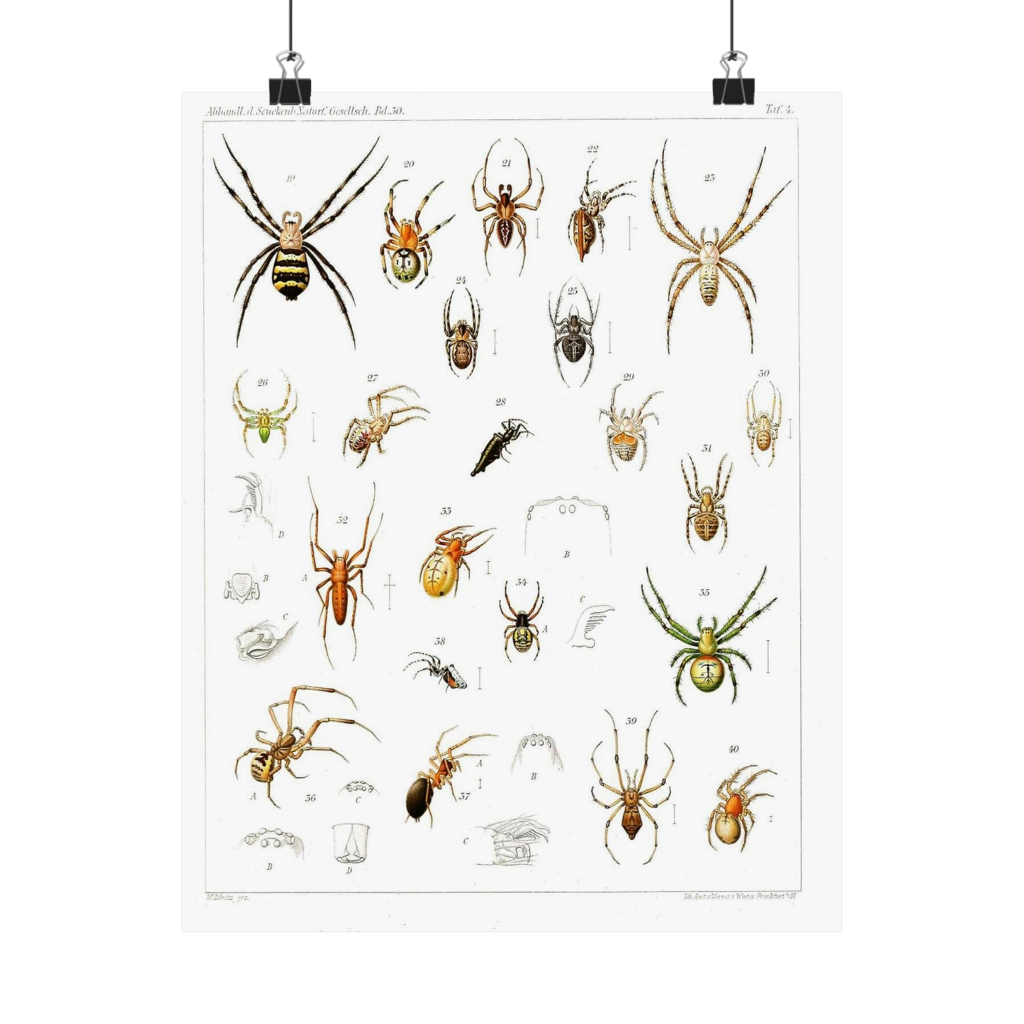 Japanese-spiders-Dönitz-Boesenberg-1909-Tafel4 High Quality Matte Wall Art Poster for Home, Office, Classroom