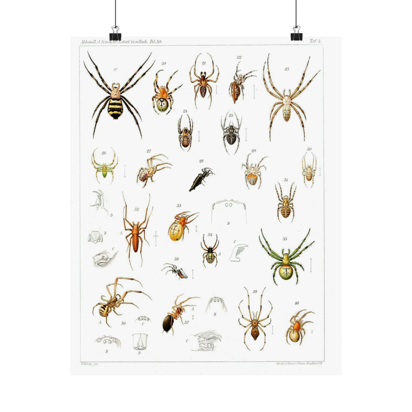 Japanese-spiders-Dönitz-Boesenberg-1909-Tafel4 High Quality Matte Wall Art Poster for Home, Office, Classroom