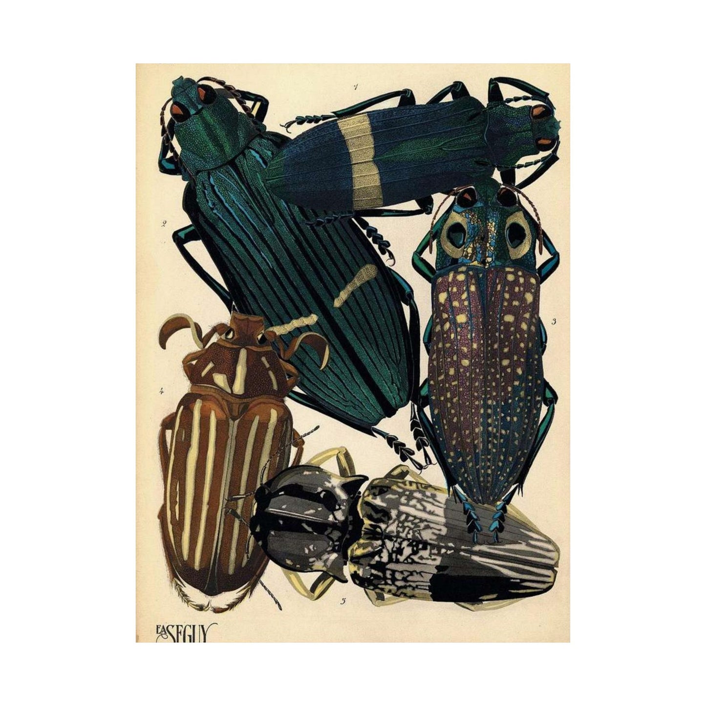 Insectes - EA Séguy - 1929 - page 14 High Quality Matte Wall Art Poster for Home, Office, Classroom