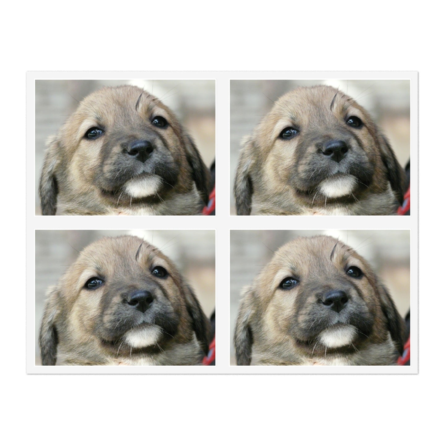 A close up of a dog's face with a red collar. Dog puppy animal. Laminated UV Protective Vinyl Stickers