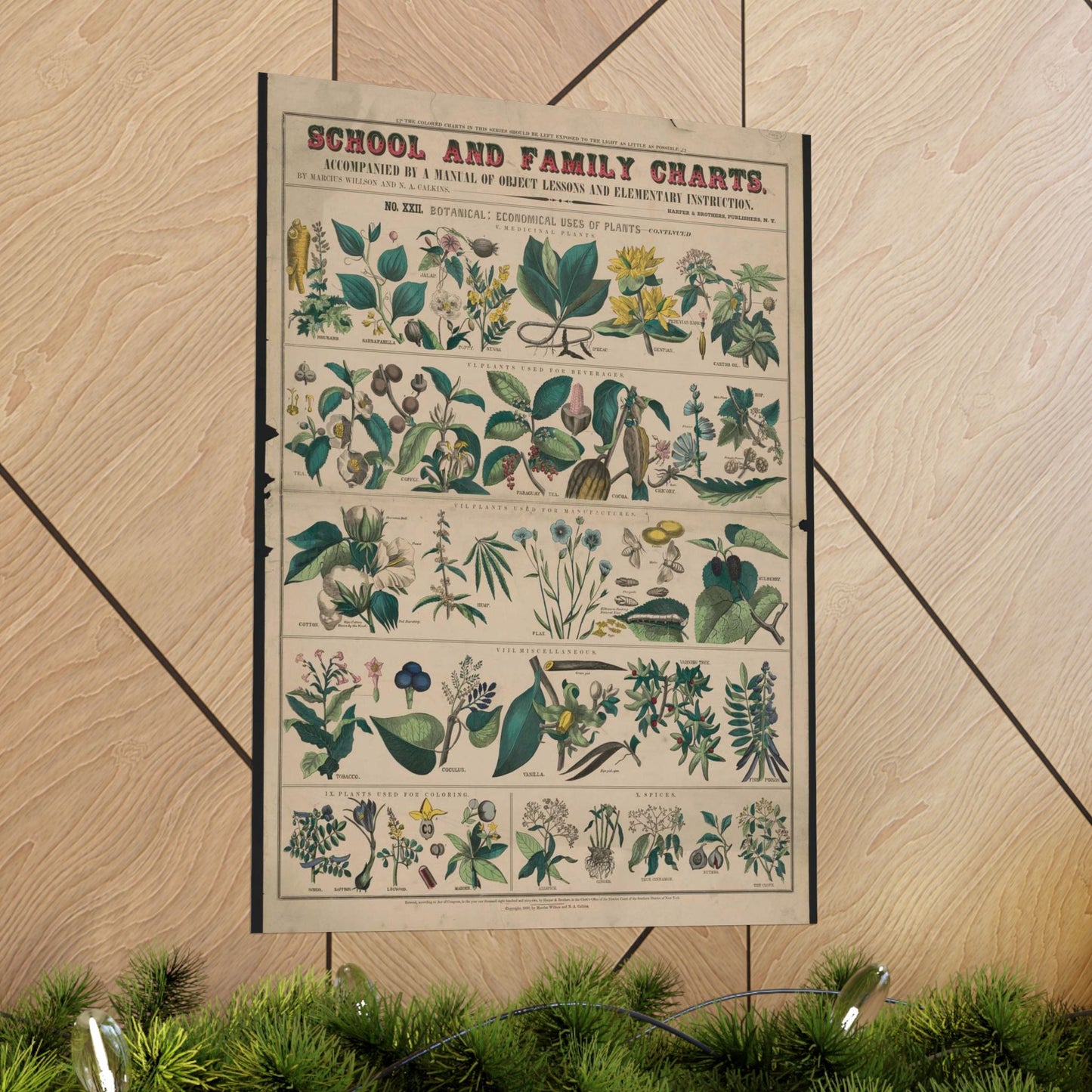 School and family charts, accompanied by a manual of object lessons and elementary instruction, by Marcius Willson and N.A. Calkins. No. XXII. Botanical: economical uses of plants-continued High Quality Matte Wall Art Poster for Home, Office, Classroom
