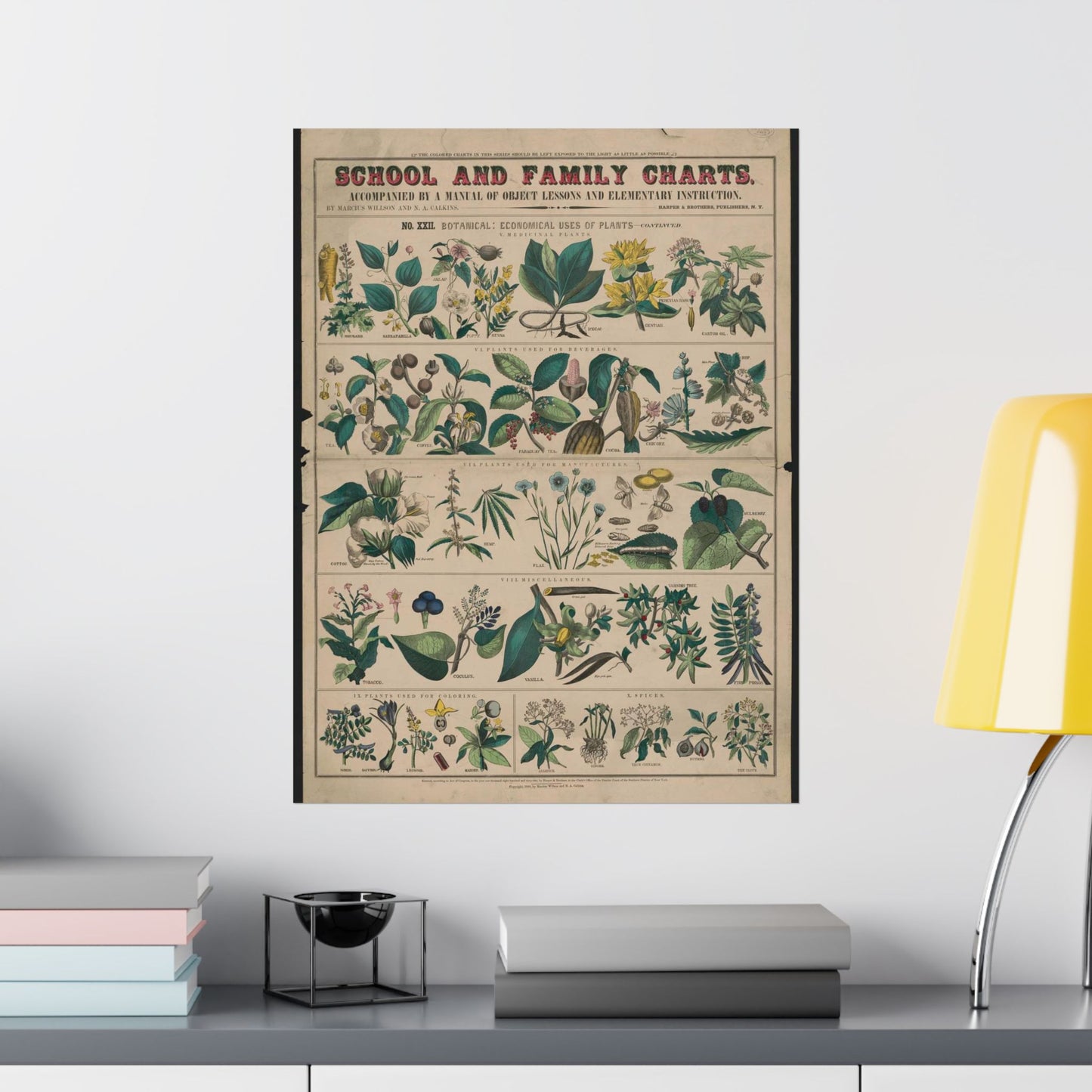 School and family charts, accompanied by a manual of object lessons and elementary instruction, by Marcius Willson and N.A. Calkins. No. XXII. Botanical: economical uses of plants-continued High Quality Matte Wall Art Poster for Home, Office, Classroom