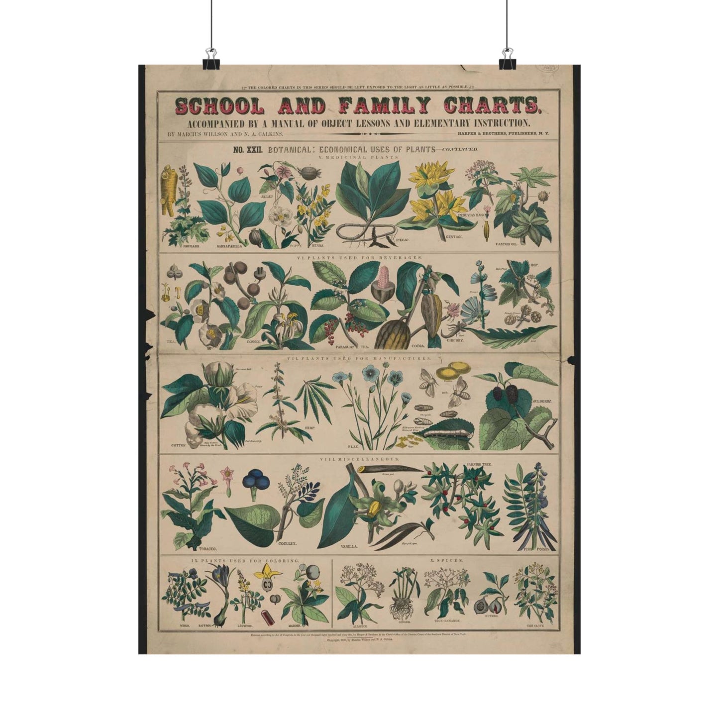 School and family charts, accompanied by a manual of object lessons and elementary instruction, by Marcius Willson and N.A. Calkins. No. XXII. Botanical: economical uses of plants-continued High Quality Matte Wall Art Poster for Home, Office, Classroom
