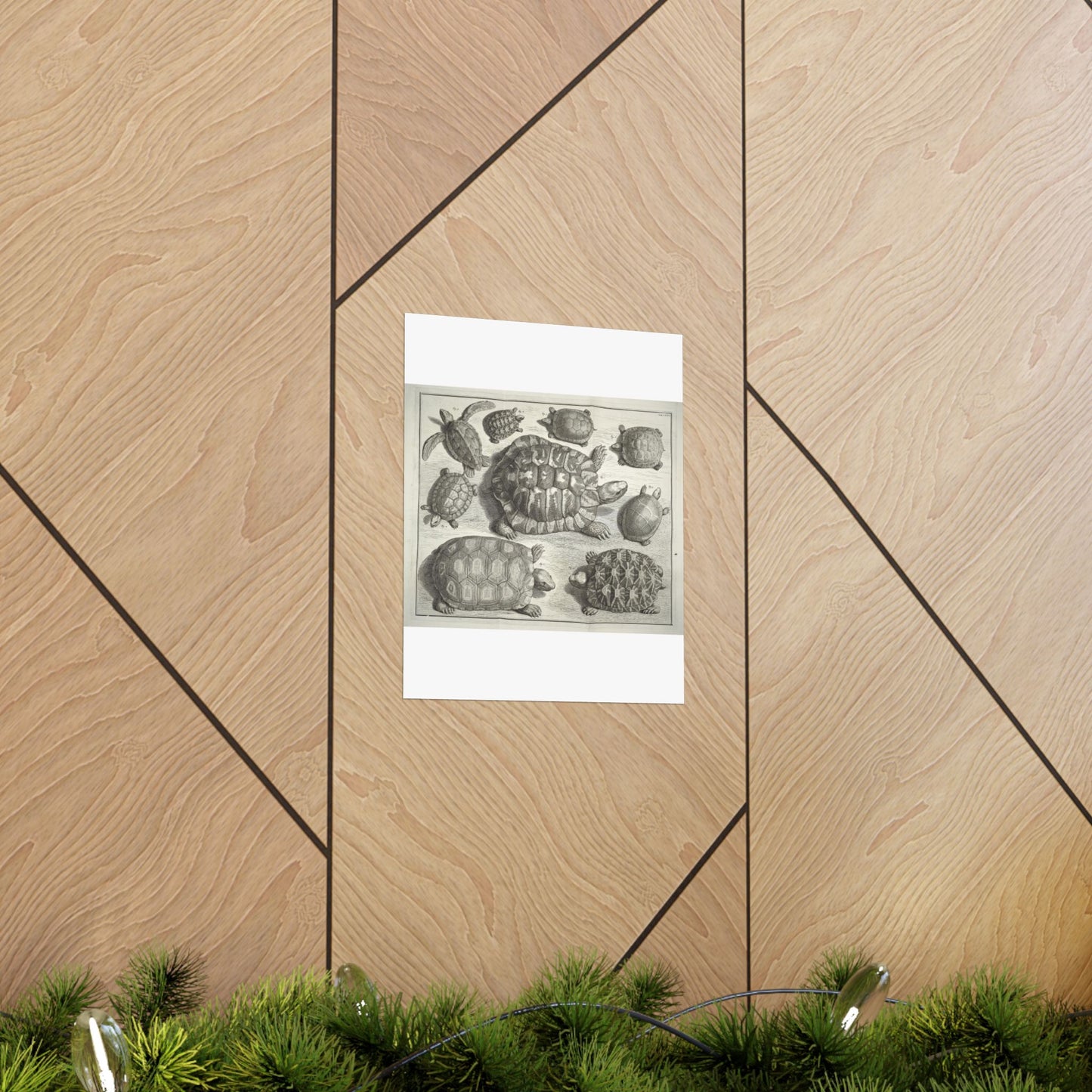Albertus Seba t - Public domain portrait drawing High Quality Matte Wall Art Poster for Home, Office, Classroom