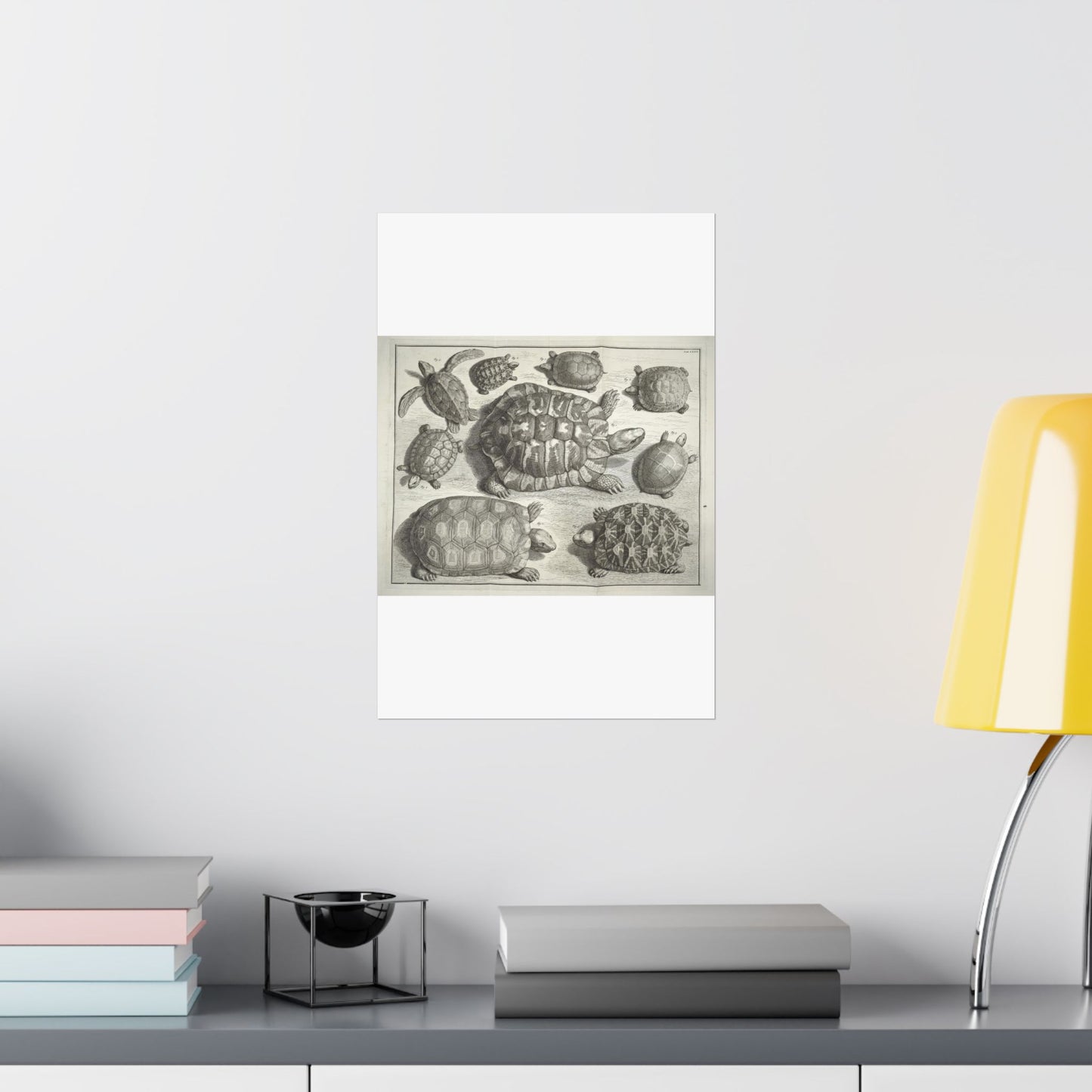 Albertus Seba t - Public domain portrait drawing High Quality Matte Wall Art Poster for Home, Office, Classroom