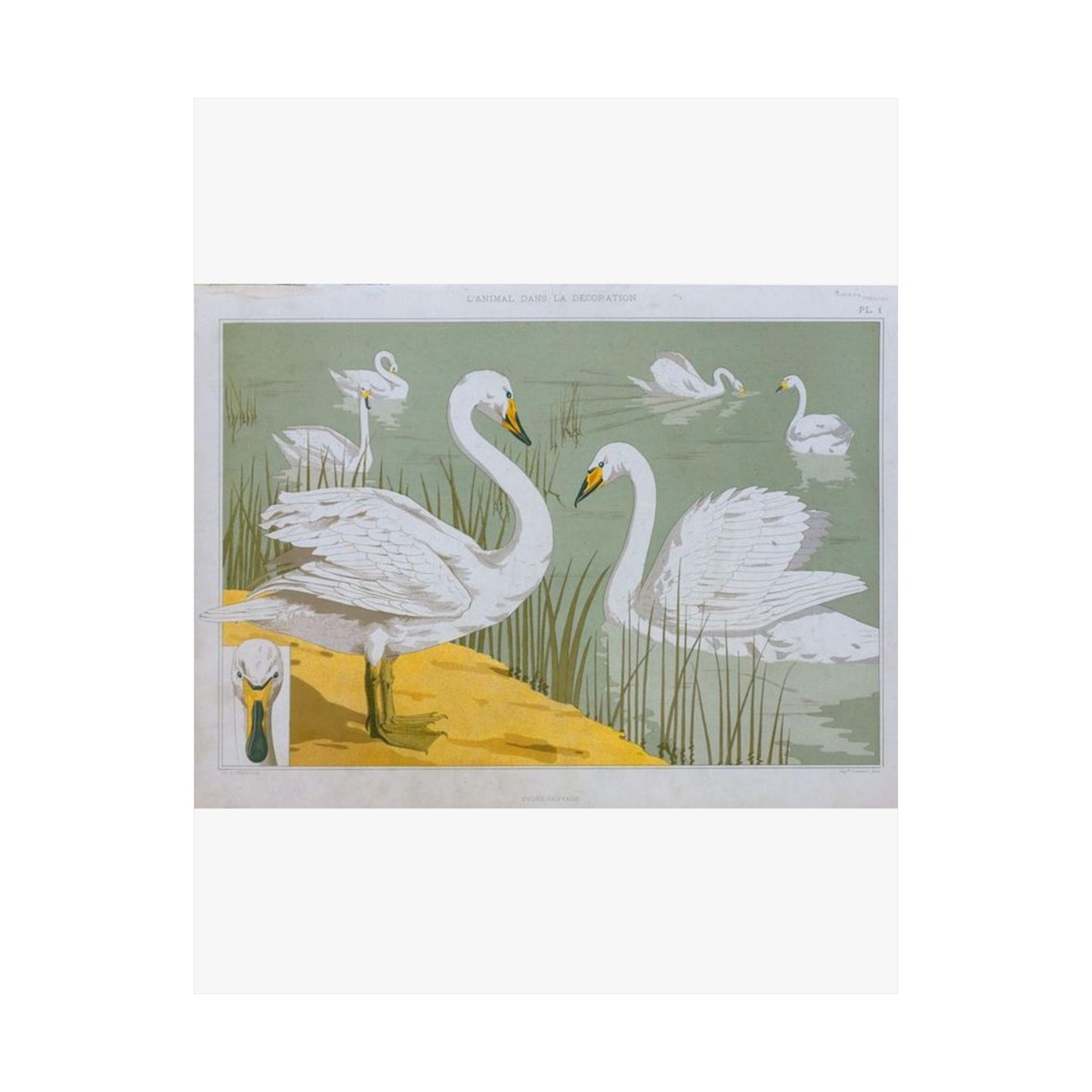 Cygne sauvage - Art nouveau public domain image High Quality Matte Wall Art Poster for Home, Office, Classroom