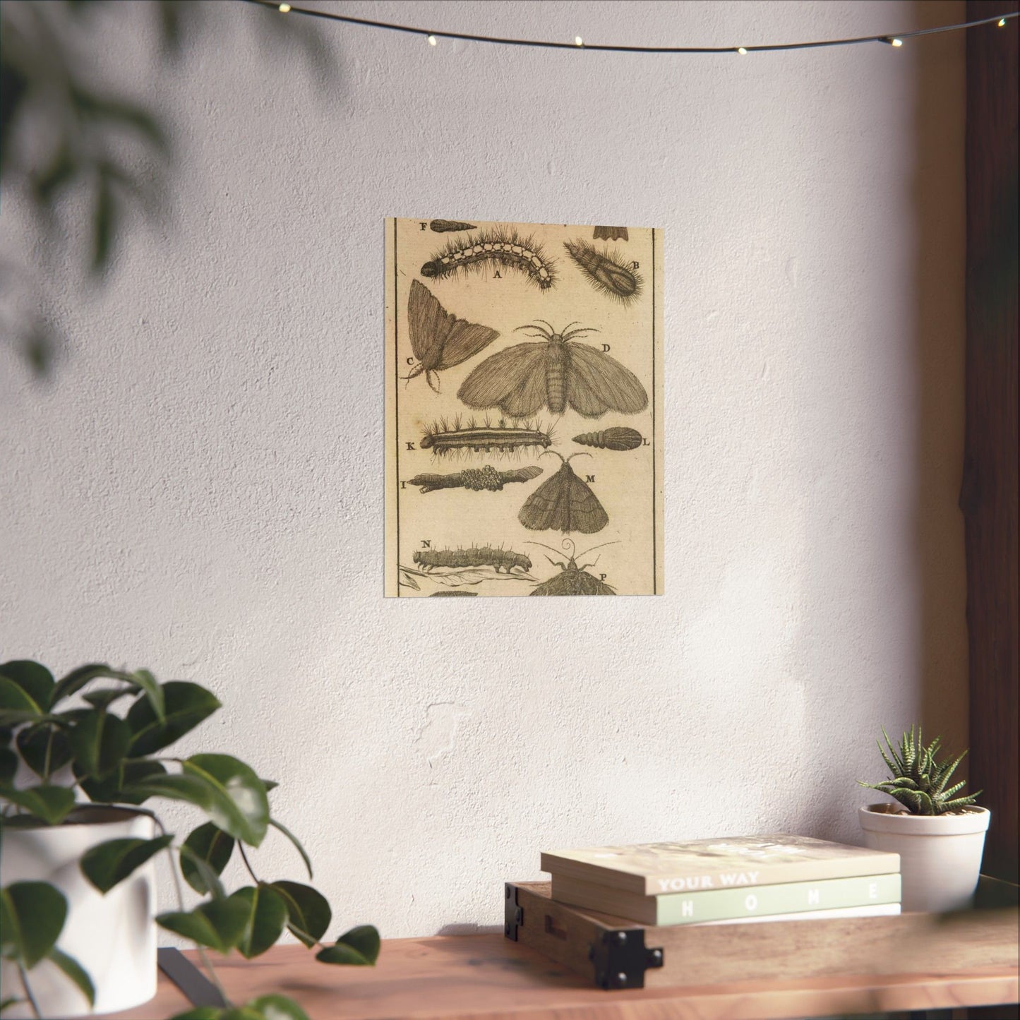 Jan Luyken - Rupsen, poppen en vlinders VIII High Quality Matte Wall Art Poster for Home, Office, Classroom