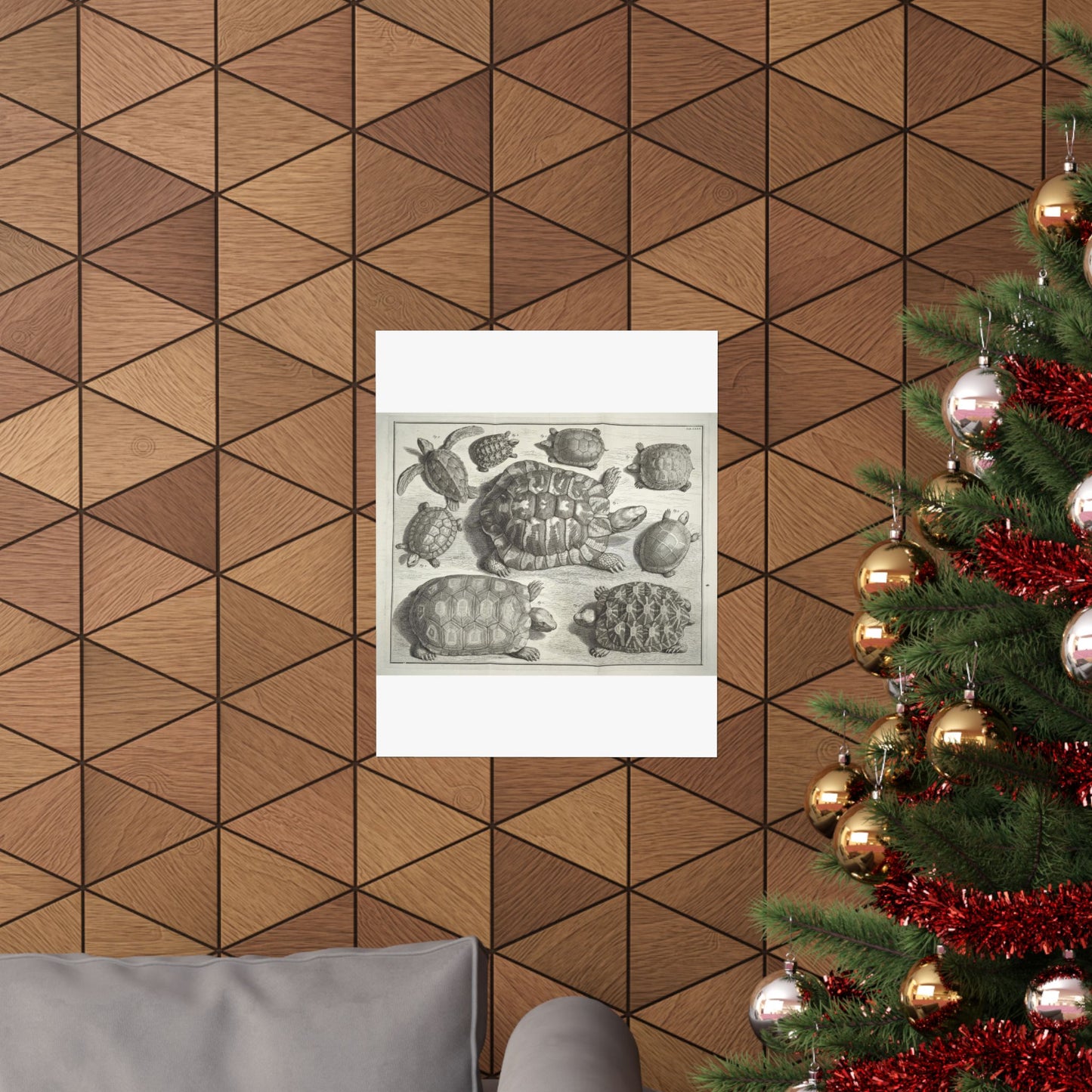 Albertus Seba t - Public domain portrait drawing  High Quality Matte Wall Art Poster for Home, Office, Classroom