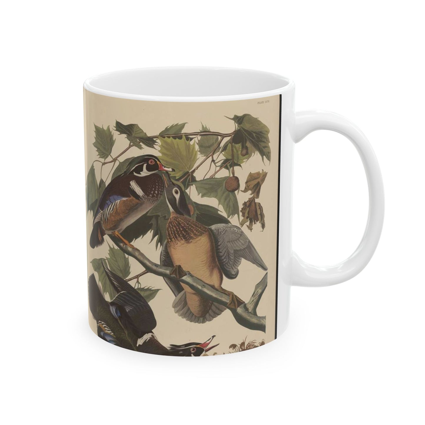 Summer or wood duck, Anas sponsa Beautiful Novelty Ceramic Coffee Mug 11oz