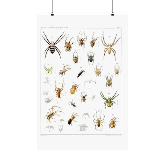 Japanese-spiders-Dönitz-Boesenberg-1909-Tafel4 High Quality Matte Wall Art Poster for Home, Office, Classroom