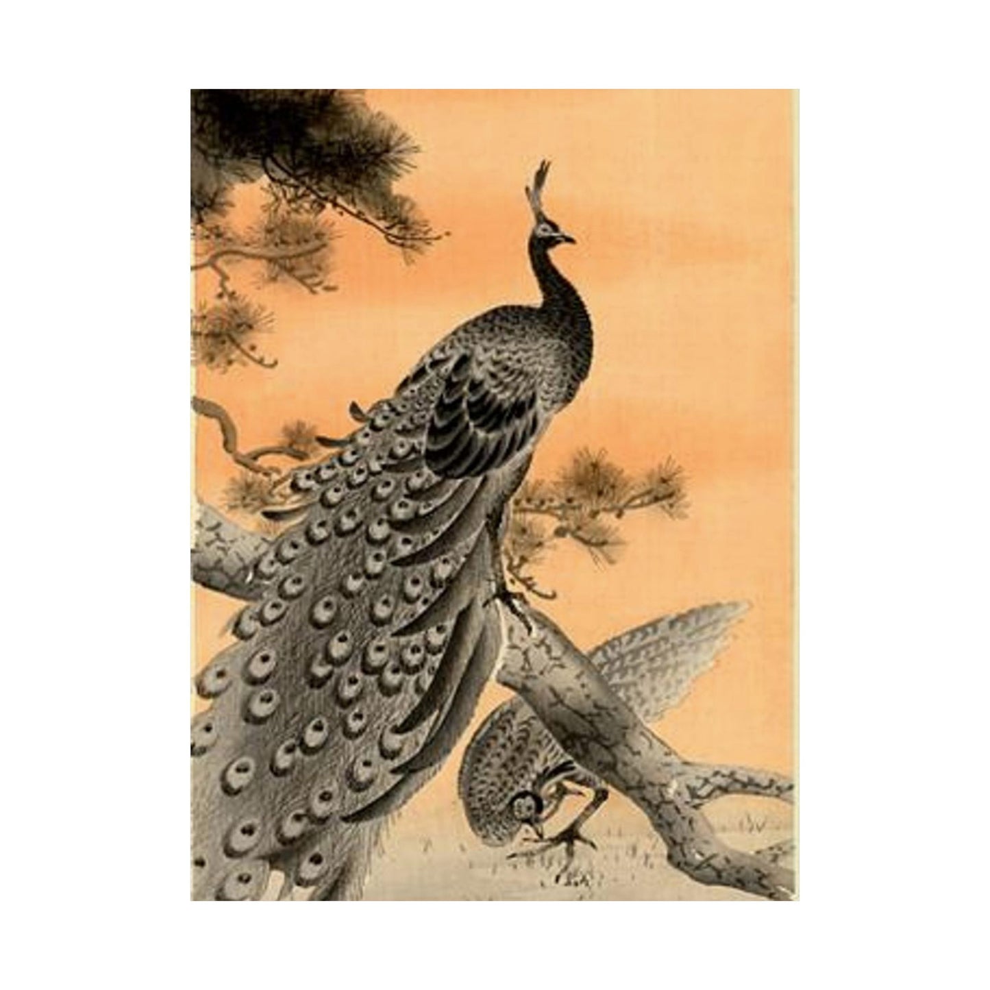 Koson - peacock-and-hen, Ohara Koson High Quality Matte Wall Art Poster for Home, Office, Classroom