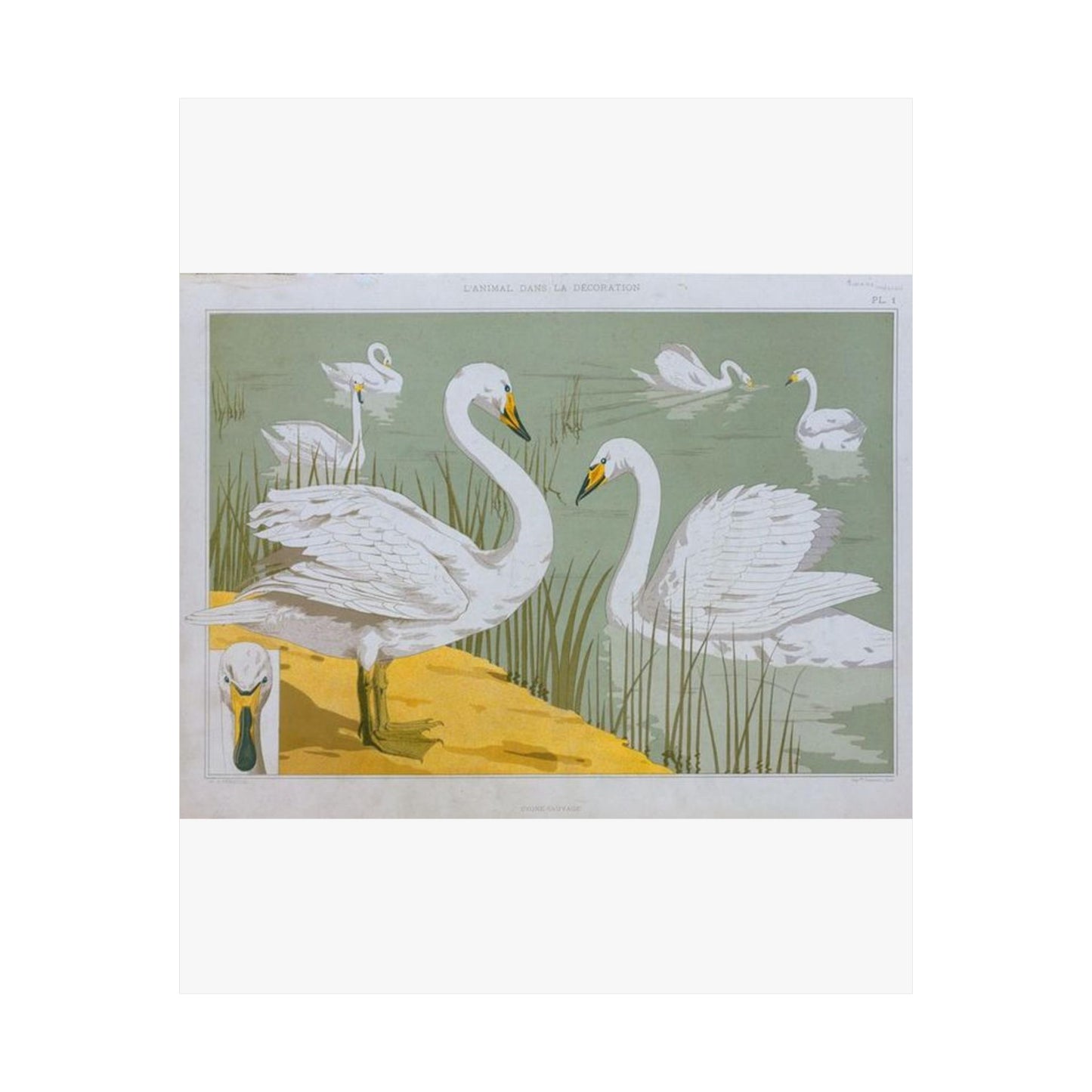 Cygne sauvage - Art nouveau public domain image High Quality Matte Wall Art Poster for Home, Office, Classroom