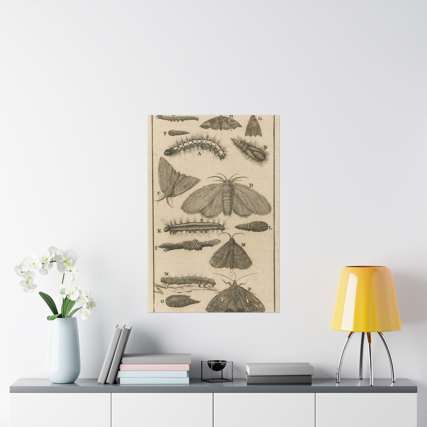 Jan Luyken - Rupsen, poppen en vlinders VIII High Quality Matte Wall Art Poster for Home, Office, Classroom