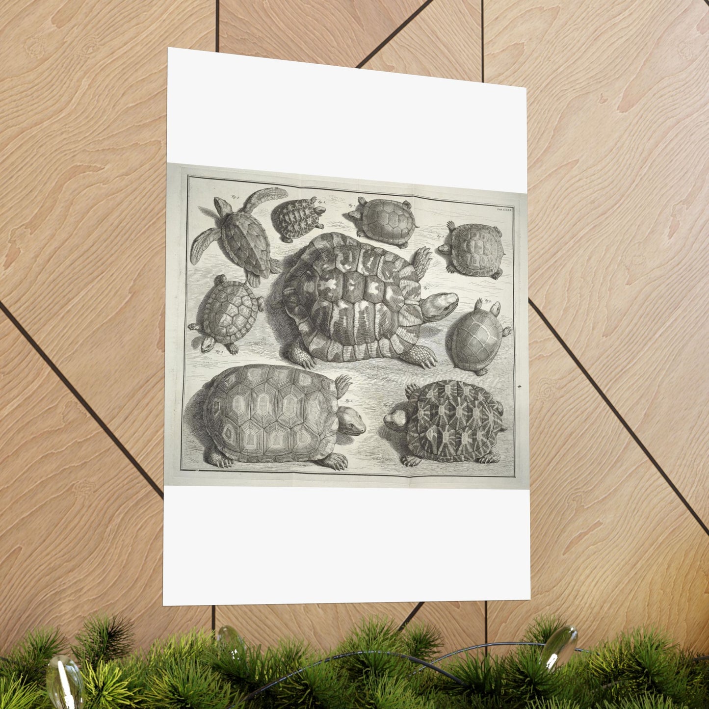 Albertus Seba t - Public domain portrait drawing  High Quality Matte Wall Art Poster for Home, Office, Classroom