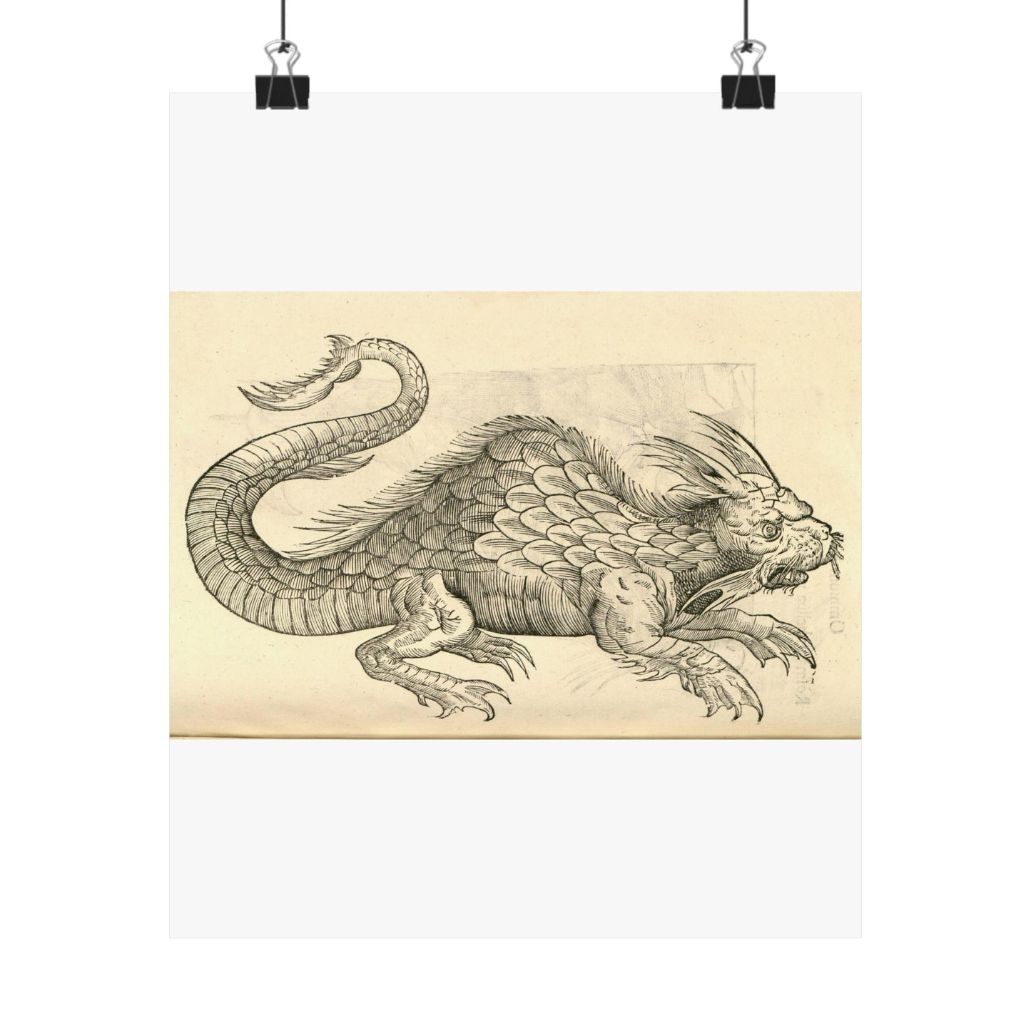 Orobonis Piscis effigies - Public domain portrait drawing  High Quality Matte Wall Art Poster for Home, Office, Classroom