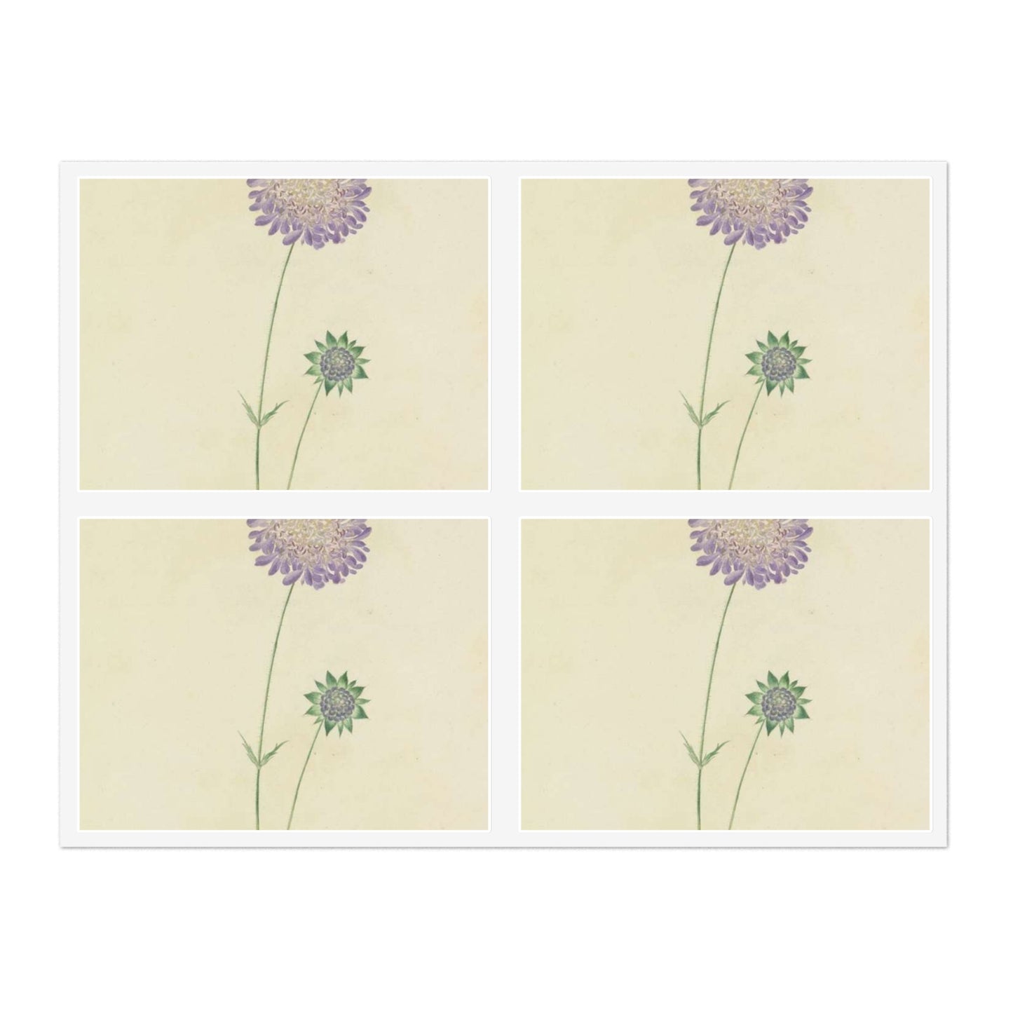 Scabiosa by Lydia Penrose Laminated UV Protective Vinyl Stickers