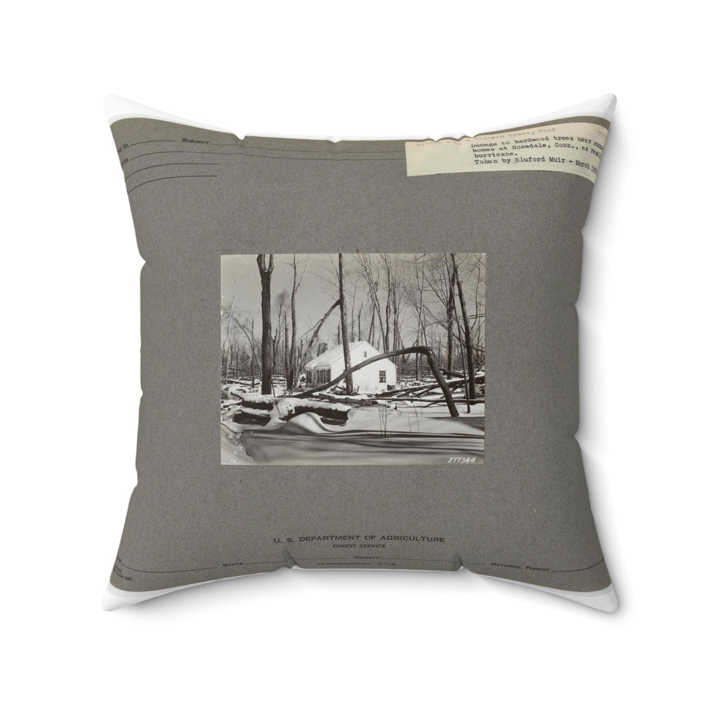 Injured Trees - Connecticut, National Forest Service photograph. Decorative Accent Square Pillow