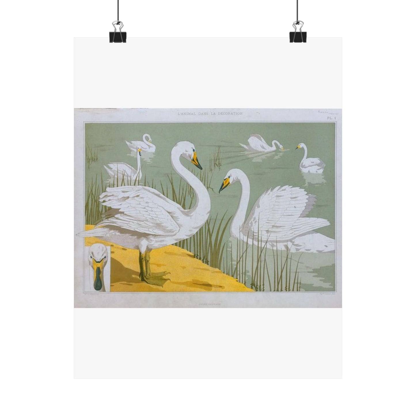 Cygne sauvage - Art nouveau public domain image High Quality Matte Wall Art Poster for Home, Office, Classroom