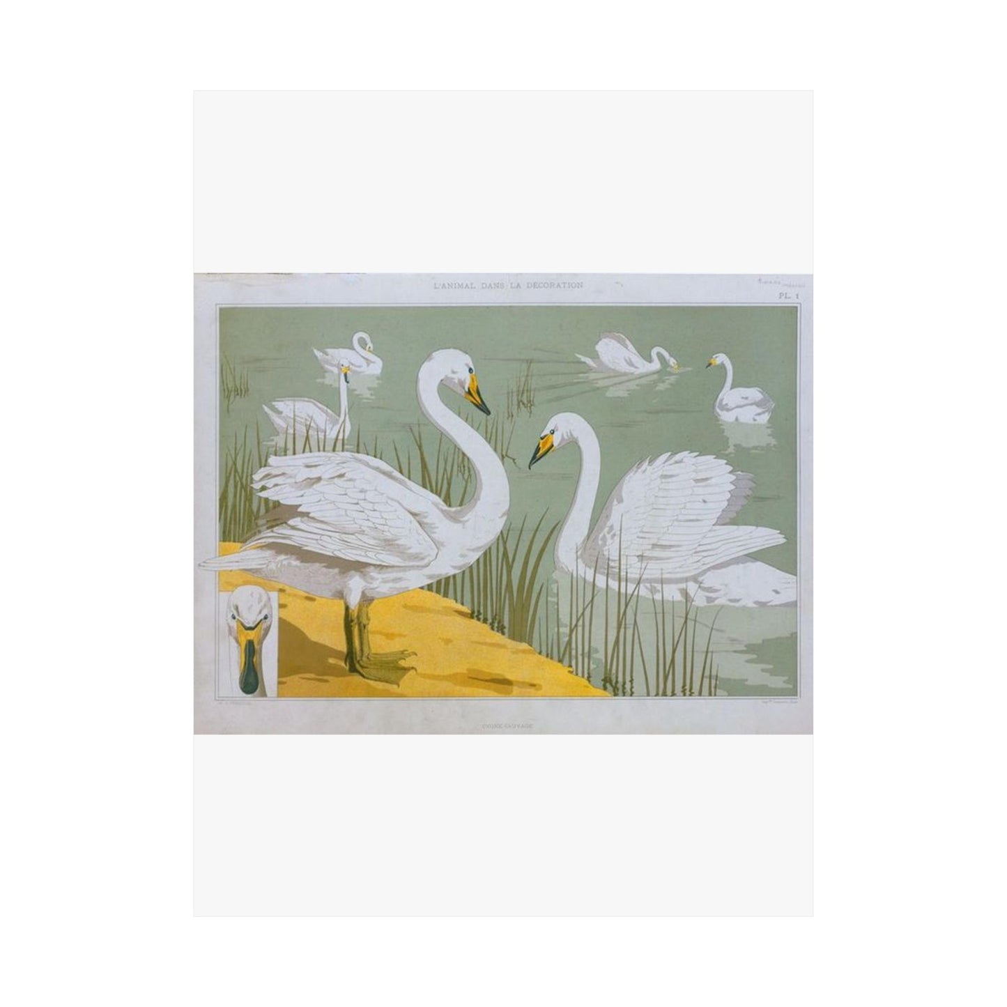 Cygne sauvage - Art nouveau public domain image High Quality Matte Wall Art Poster for Home, Office, Classroom