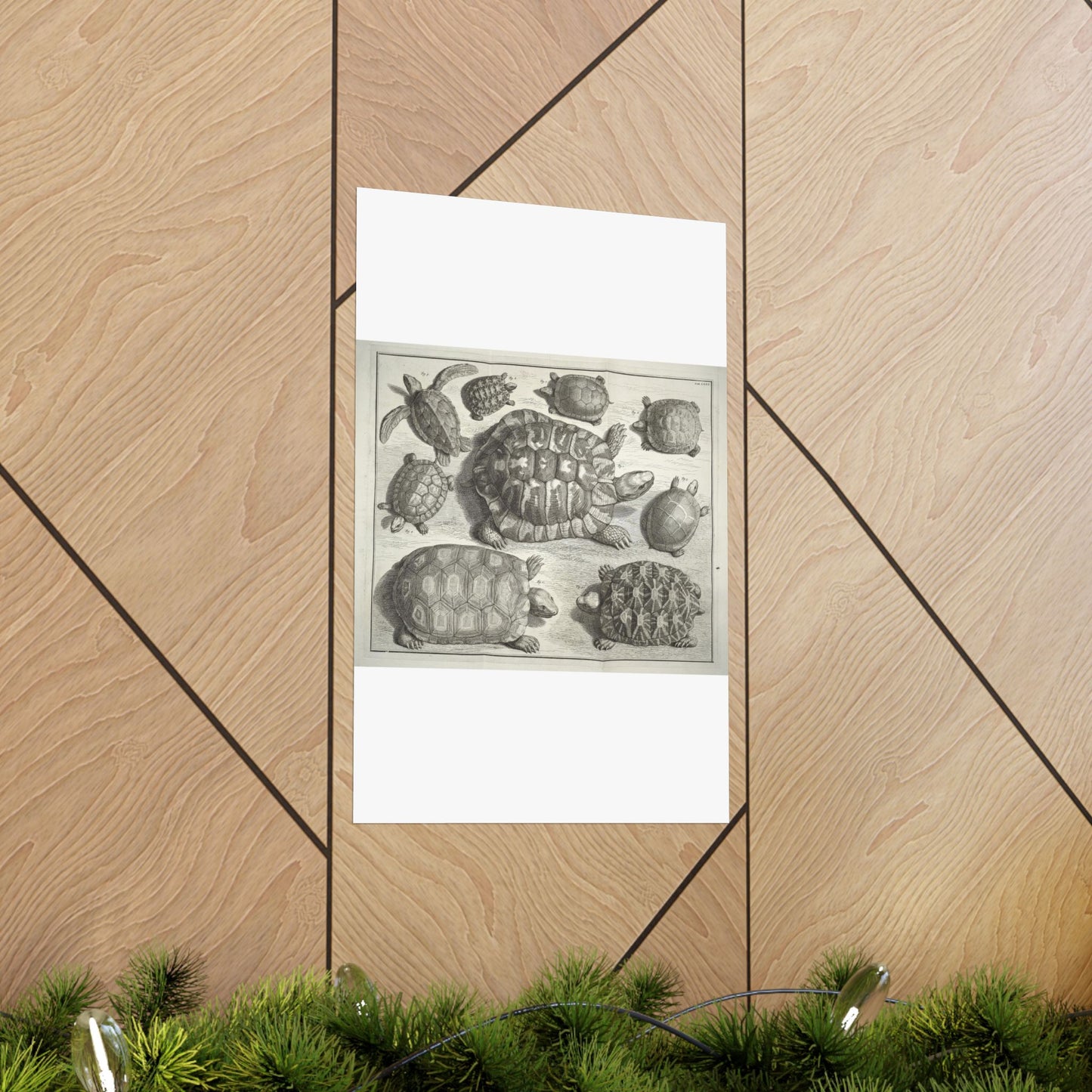 Albertus Seba t - Public domain portrait drawing  High Quality Matte Wall Art Poster for Home, Office, Classroom