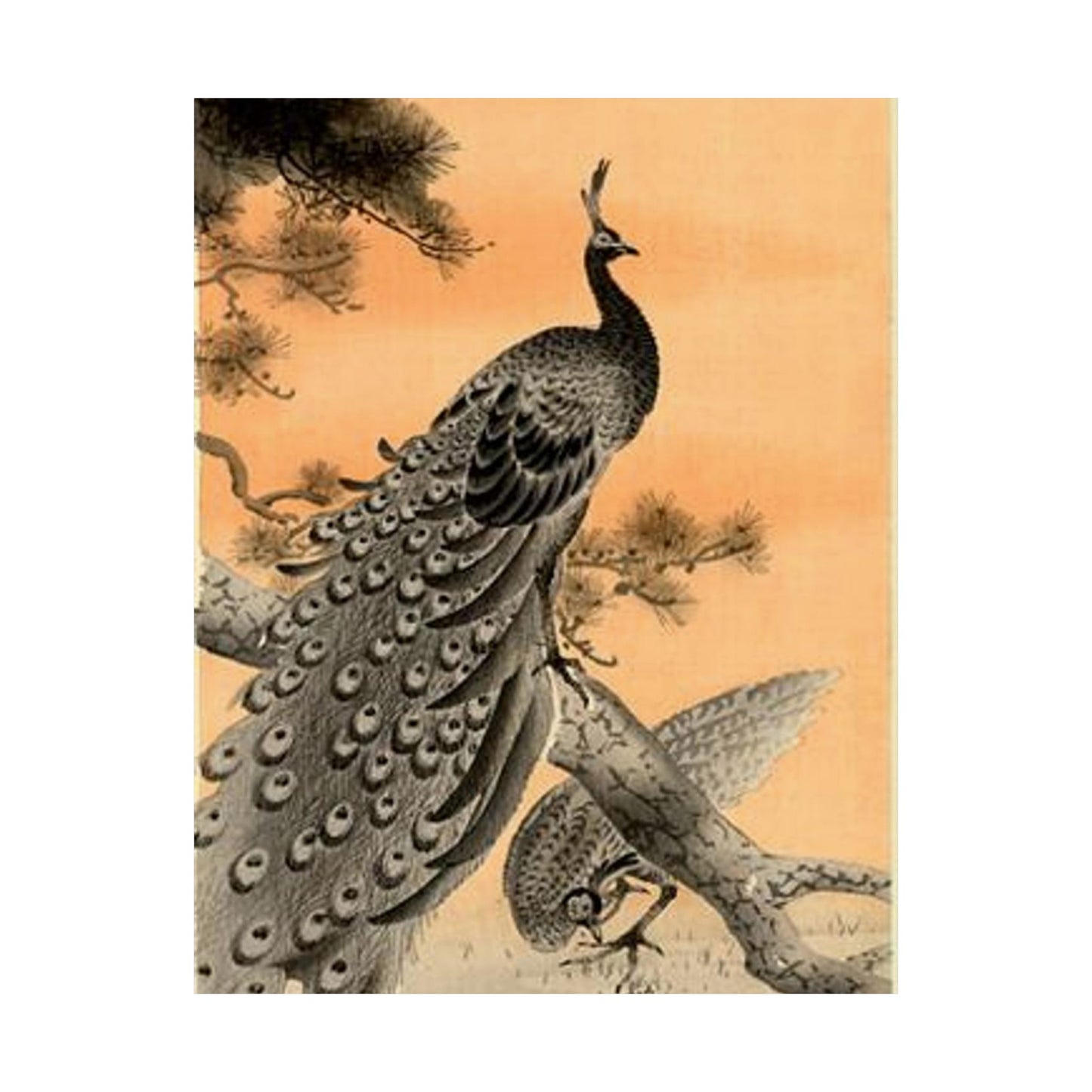 Koson - peacock-and-hen, Ohara Koson High Quality Matte Wall Art Poster for Home, Office, Classroom