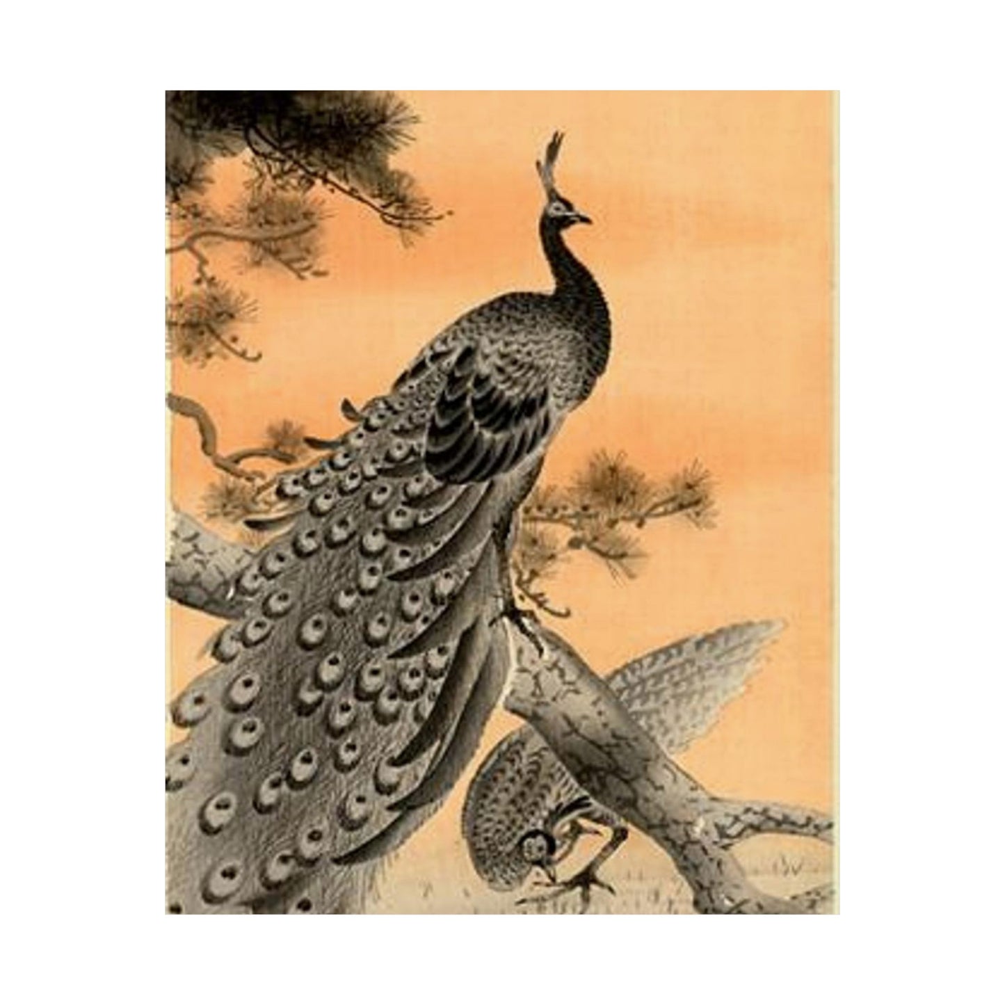 Koson - peacock-and-hen, Ohara Koson High Quality Matte Wall Art Poster for Home, Office, Classroom