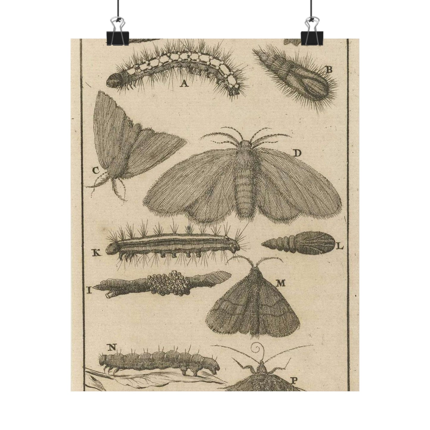 Jan Luyken - Rupsen, poppen en vlinders VIII High Quality Matte Wall Art Poster for Home, Office, Classroom