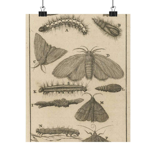 Jan Luyken - Rupsen, poppen en vlinders VIII High Quality Matte Wall Art Poster for Home, Office, Classroom