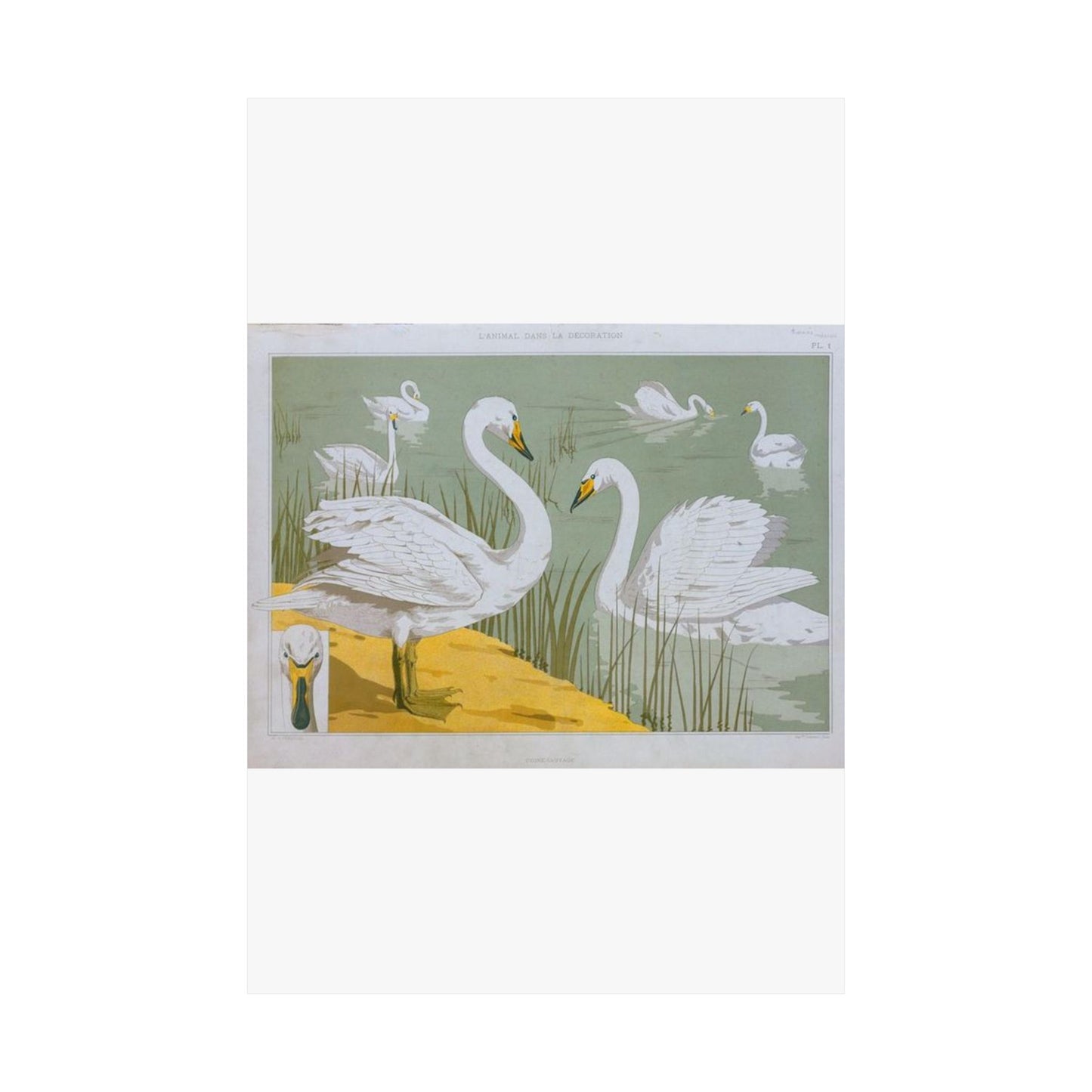 Cygne sauvage - Art nouveau public domain image High Quality Matte Wall Art Poster for Home, Office, Classroom