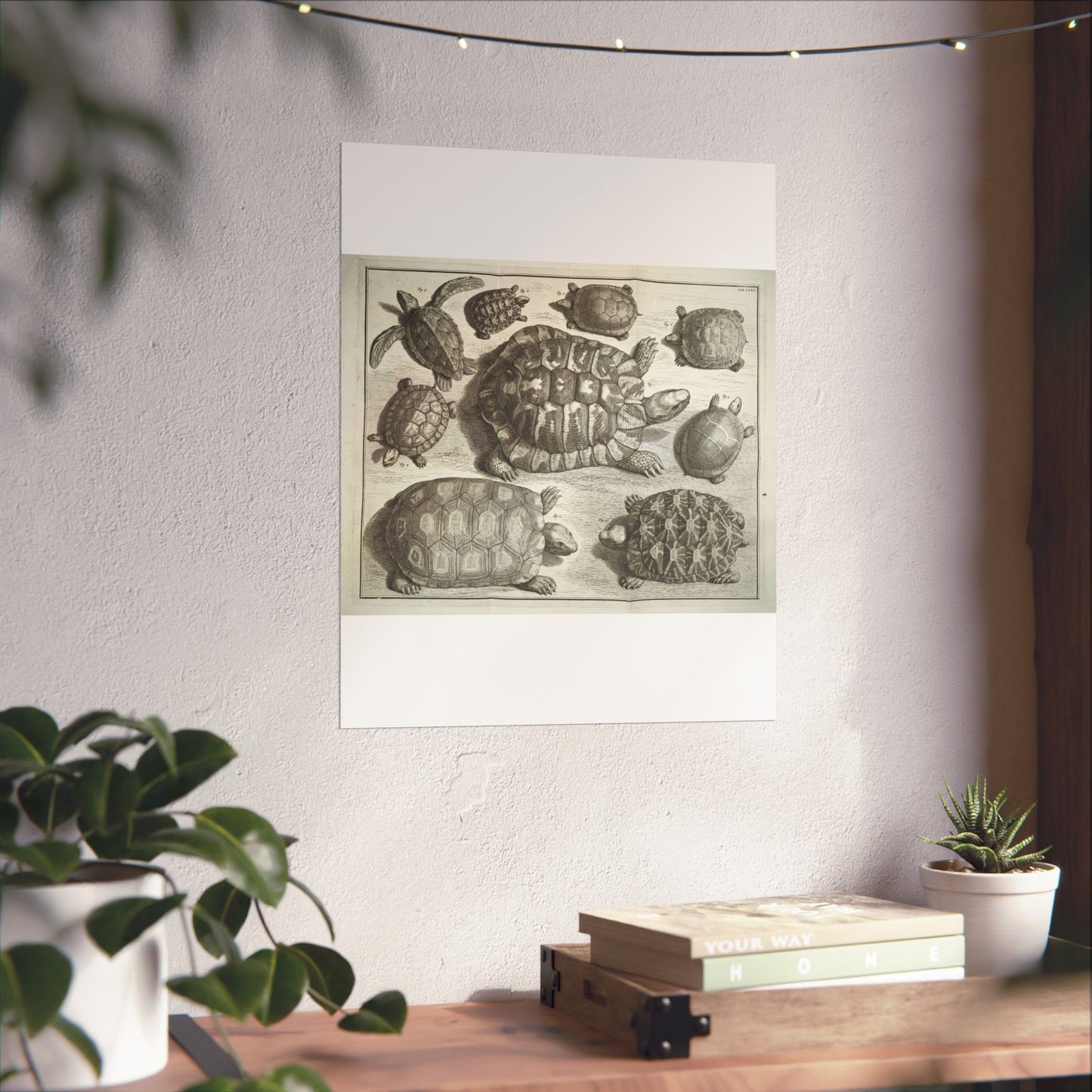 Albertus Seba t - Public domain portrait drawing  High Quality Matte Wall Art Poster for Home, Office, Classroom