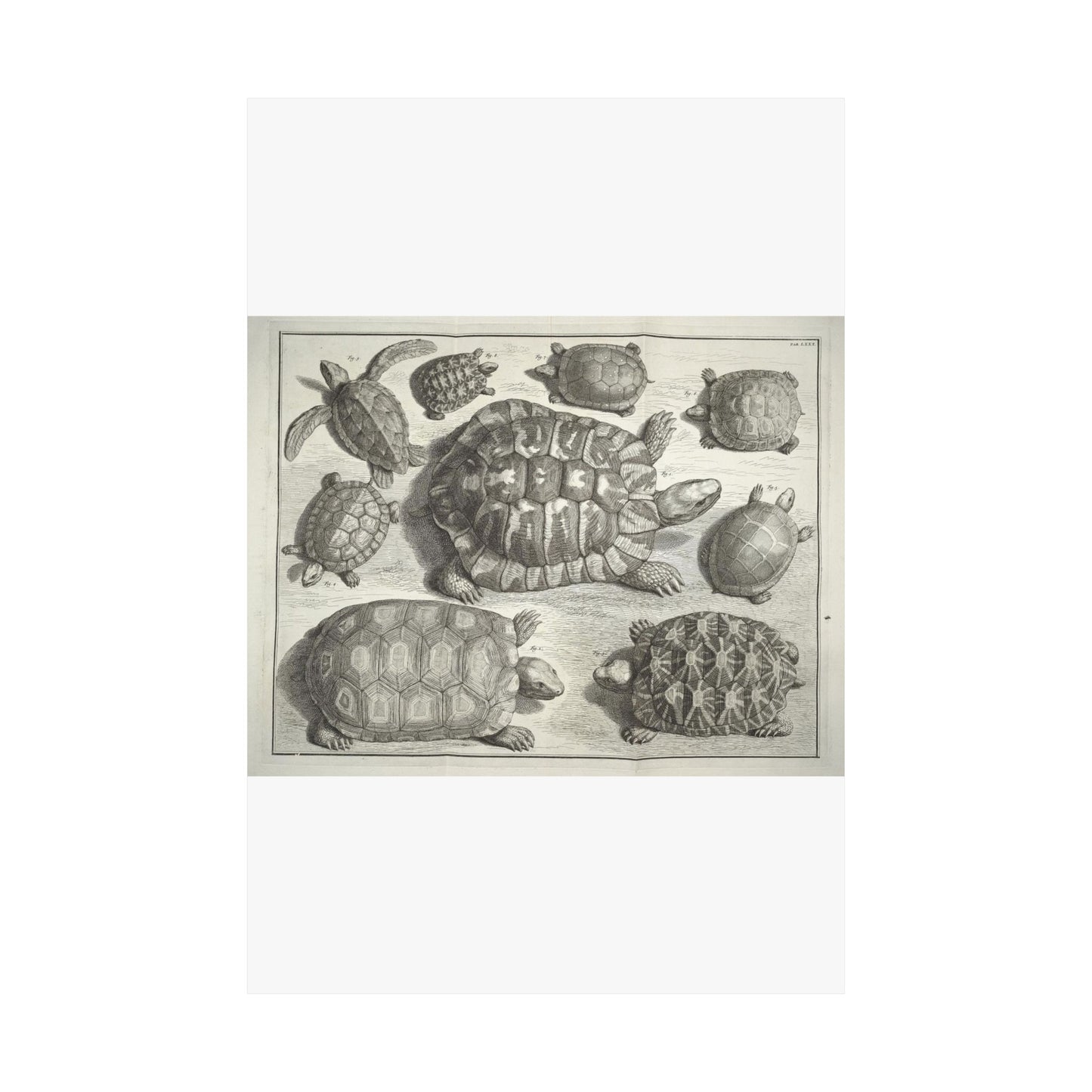 Albertus Seba t - Public domain portrait drawing  High Quality Matte Wall Art Poster for Home, Office, Classroom
