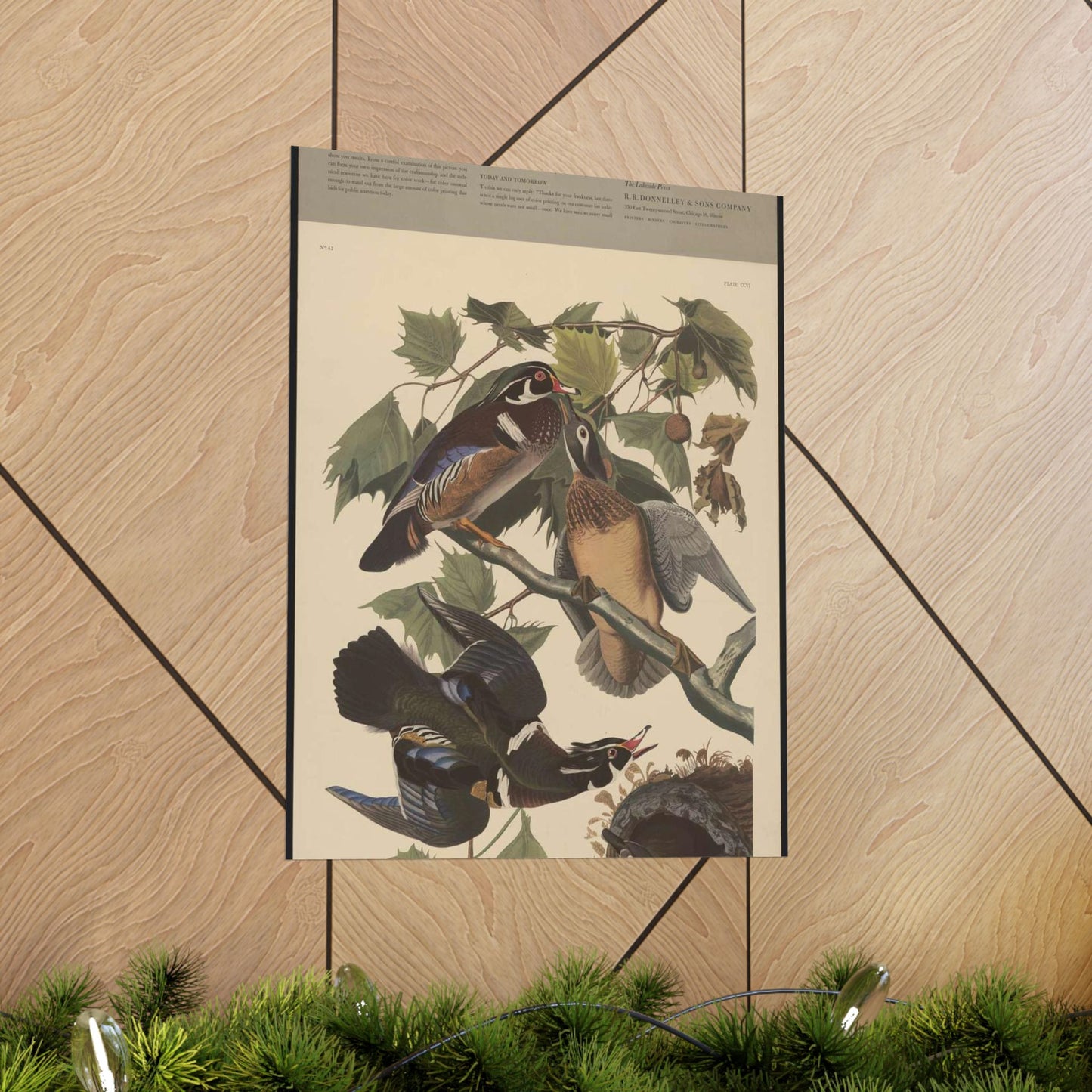 Summer or wood duck, Anas sponsa High Quality Matte Wall Art Poster for Home, Office, Classroom