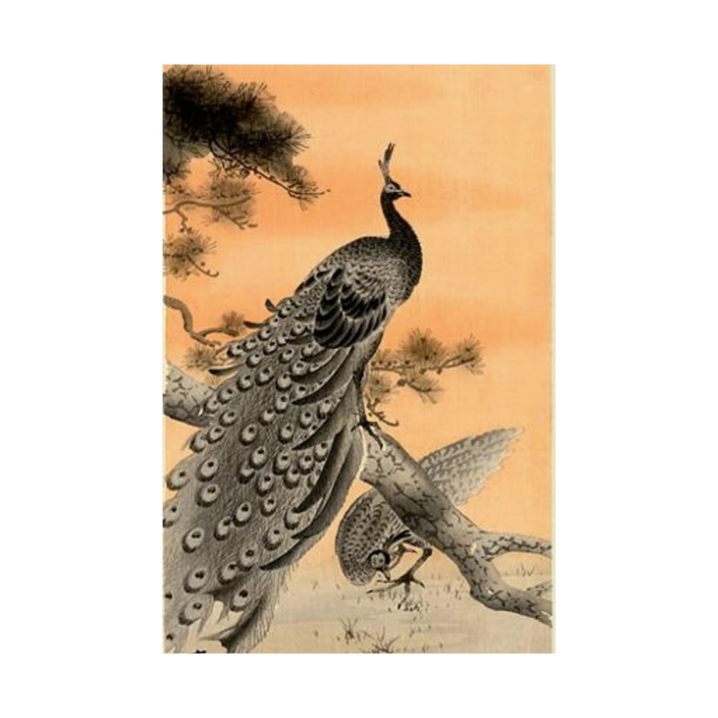 Koson - peacock-and-hen, Ohara Koson High Quality Matte Wall Art Poster for Home, Office, Classroom