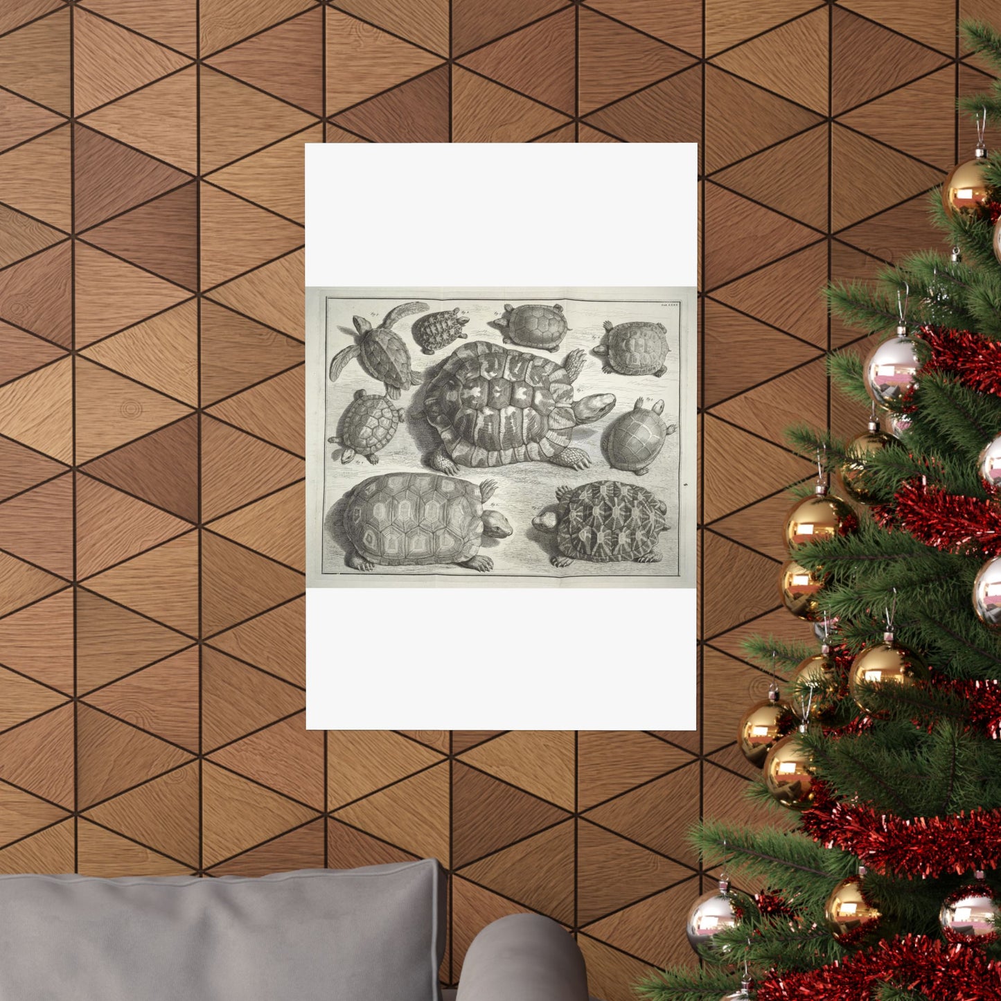 Albertus Seba t - Public domain portrait drawing  High Quality Matte Wall Art Poster for Home, Office, Classroom
