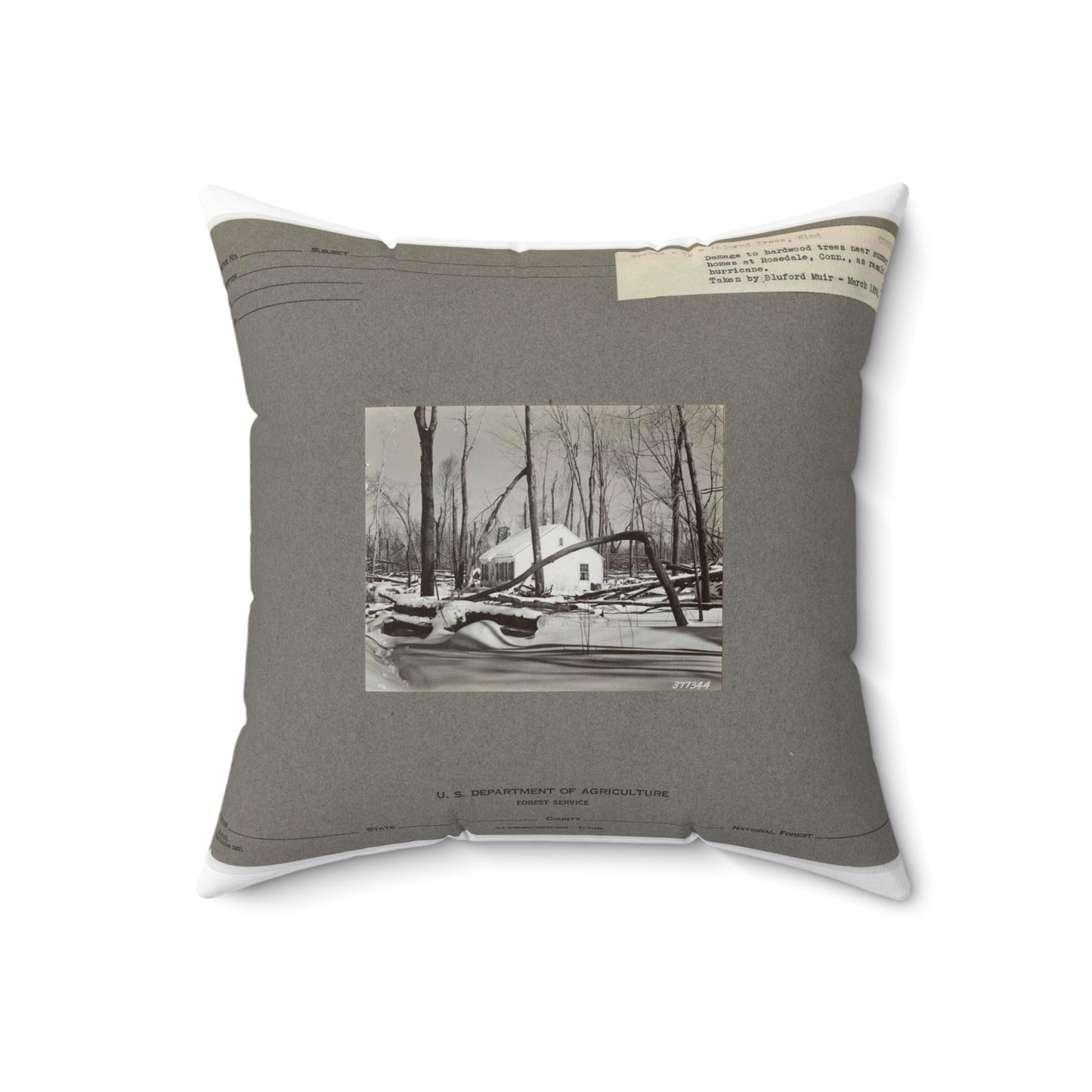 Injured Trees - Connecticut, National Forest Service photograph. Decorative Accent Square Pillow