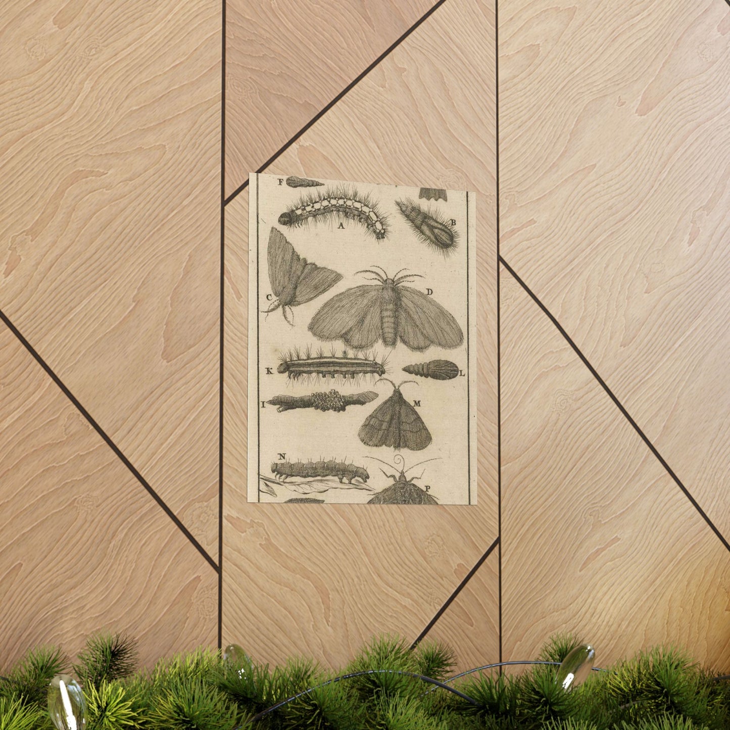 Jan Luyken - Rupsen, poppen en vlinders VIII High Quality Matte Wall Art Poster for Home, Office, Classroom
