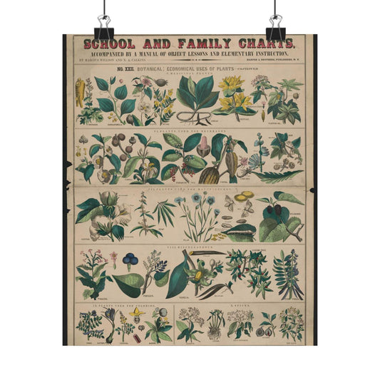 School and family charts, accompanied by a manual of object lessons and elementary instruction, by Marcius Willson and N.A. Calkins. No. XXII. Botanical: economical uses of plants-continued High Quality Matte Wall Art Poster for Home, Office, Classroom