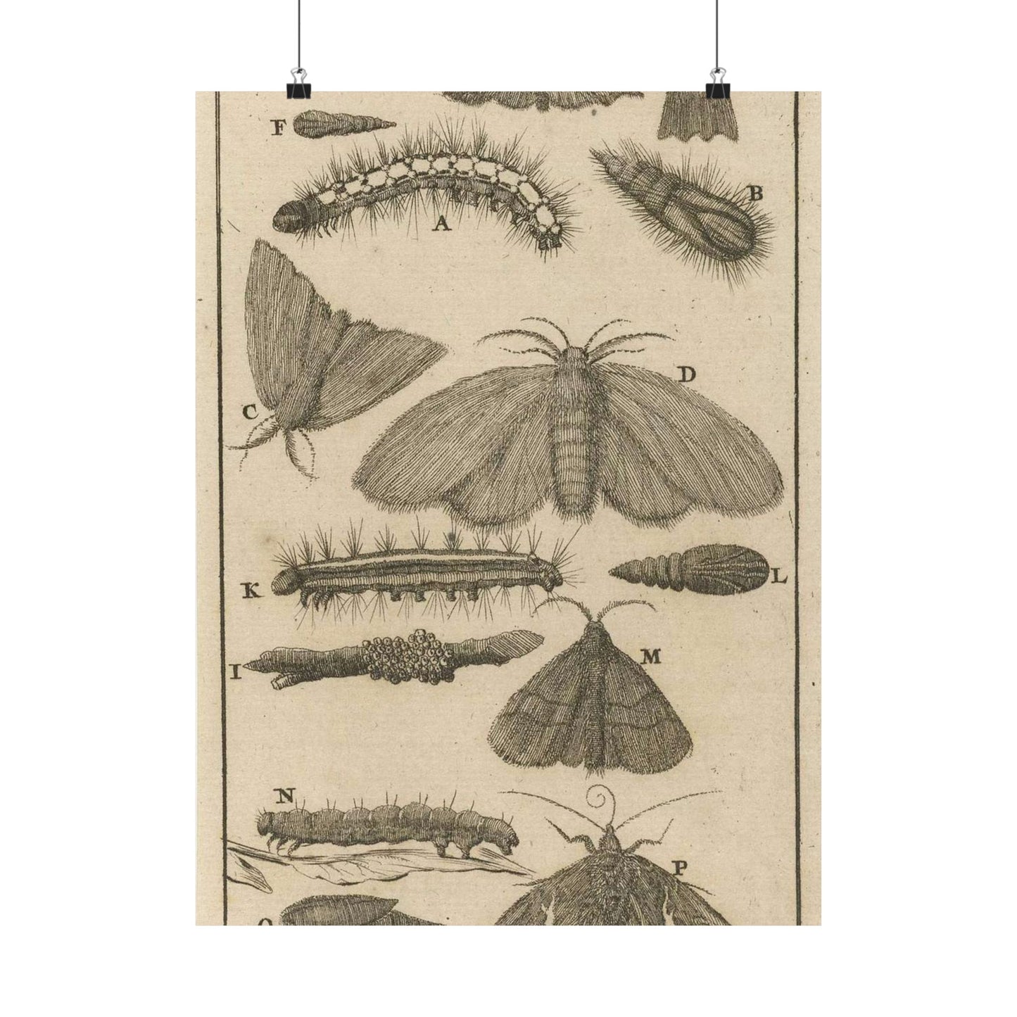 Jan Luyken - Rupsen, poppen en vlinders VIII High Quality Matte Wall Art Poster for Home, Office, Classroom