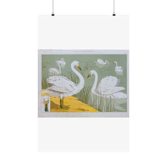 Cygne sauvage - Art nouveau public domain image High Quality Matte Wall Art Poster for Home, Office, Classroom