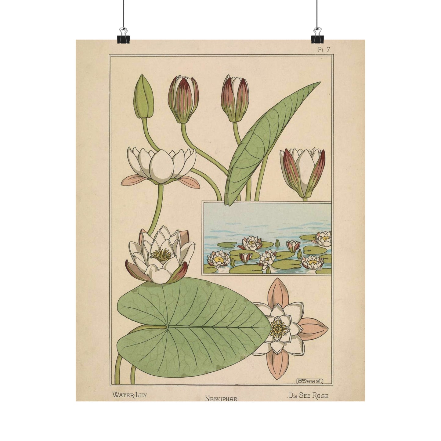 Nénuphar Verneuil Pl 1 - Public domain botanical illustration High Quality Matte Wall Art Poster for Home, Office, Classroom