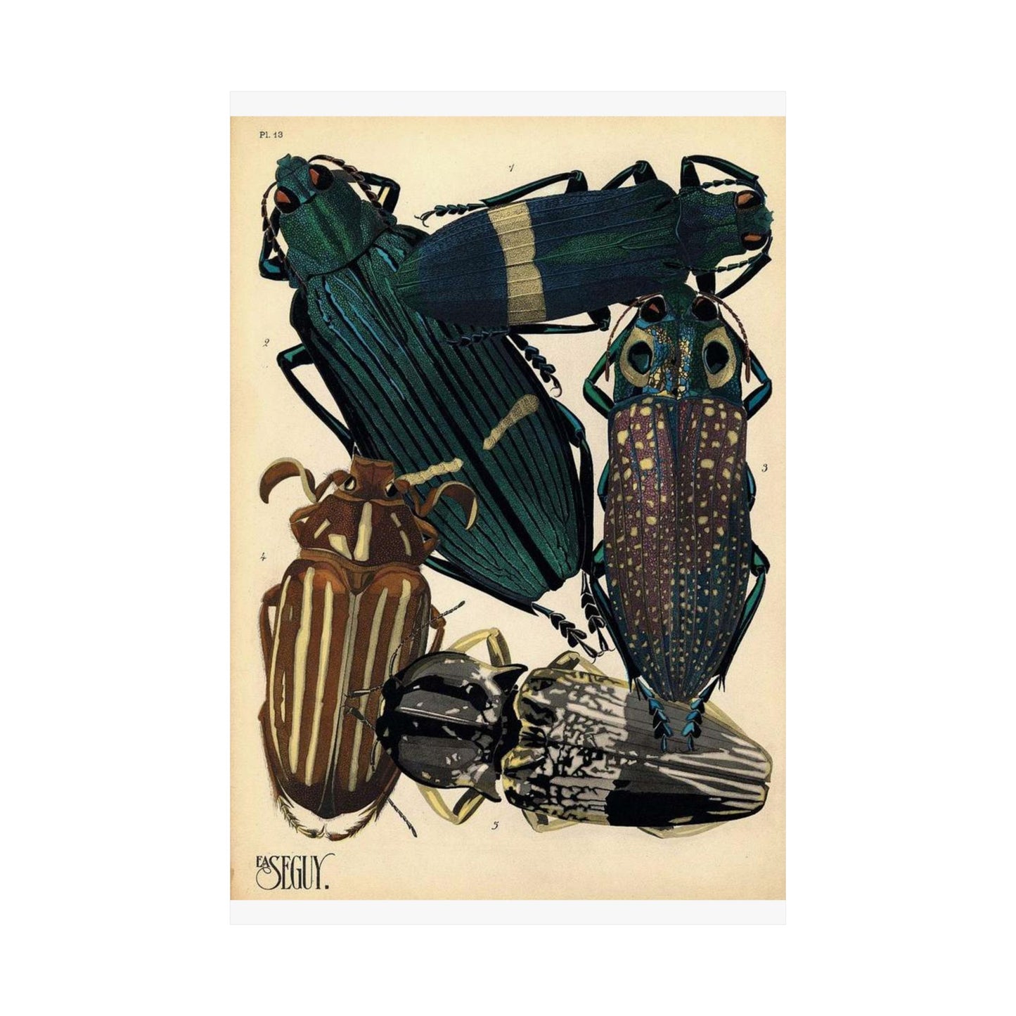 Insectes - EA Séguy - 1929 - page 14 High Quality Matte Wall Art Poster for Home, Office, Classroom