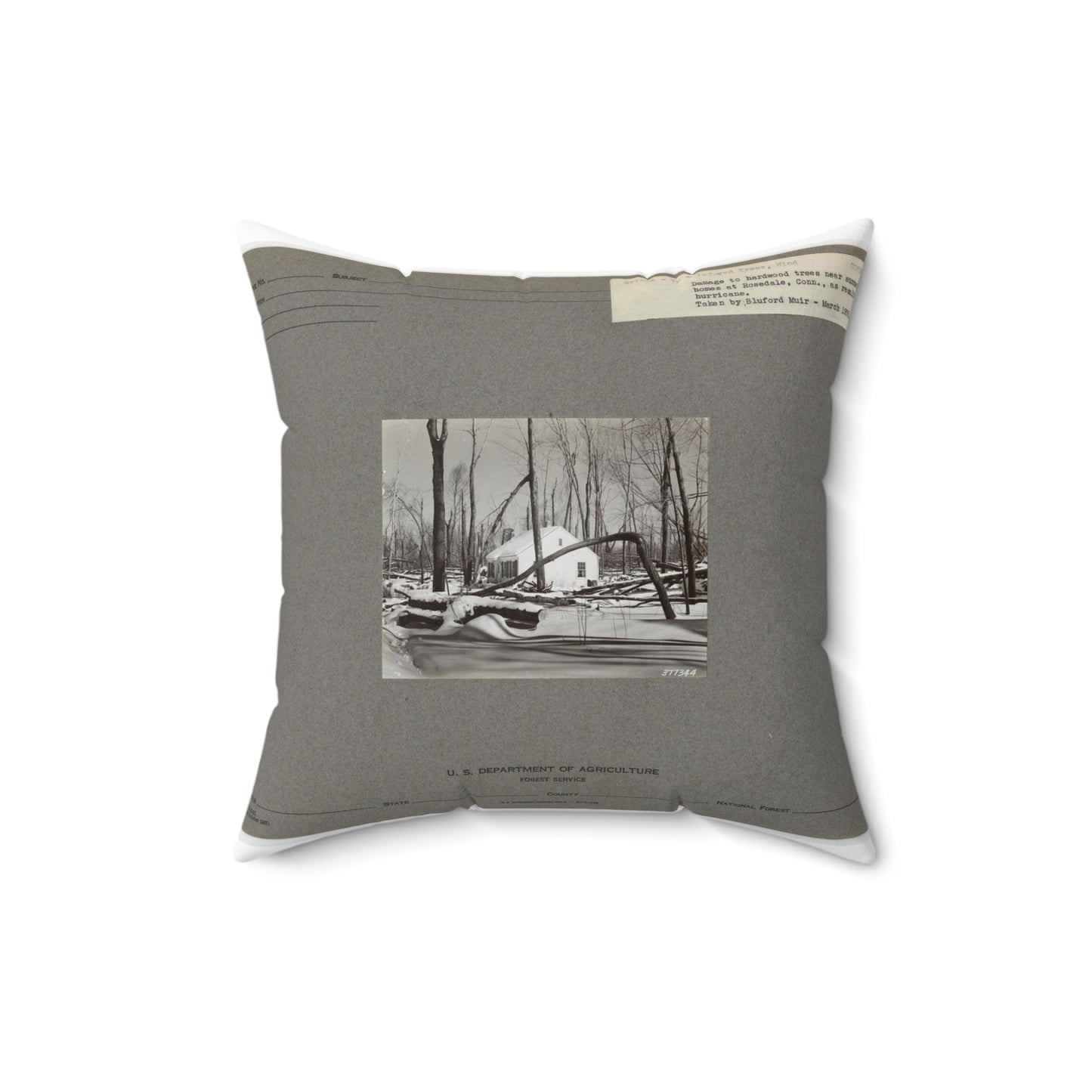 Injured Trees - Connecticut, National Forest Service photograph. Decorative Accent Square Pillow