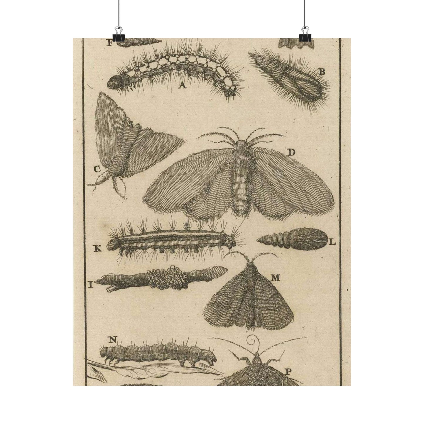 Jan Luyken - Rupsen, poppen en vlinders VIII High Quality Matte Wall Art Poster for Home, Office, Classroom