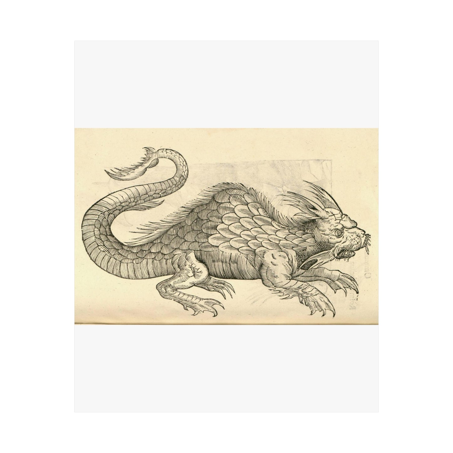 Orobonis Piscis effigies - Public domain portrait drawing  High Quality Matte Wall Art Poster for Home, Office, Classroom