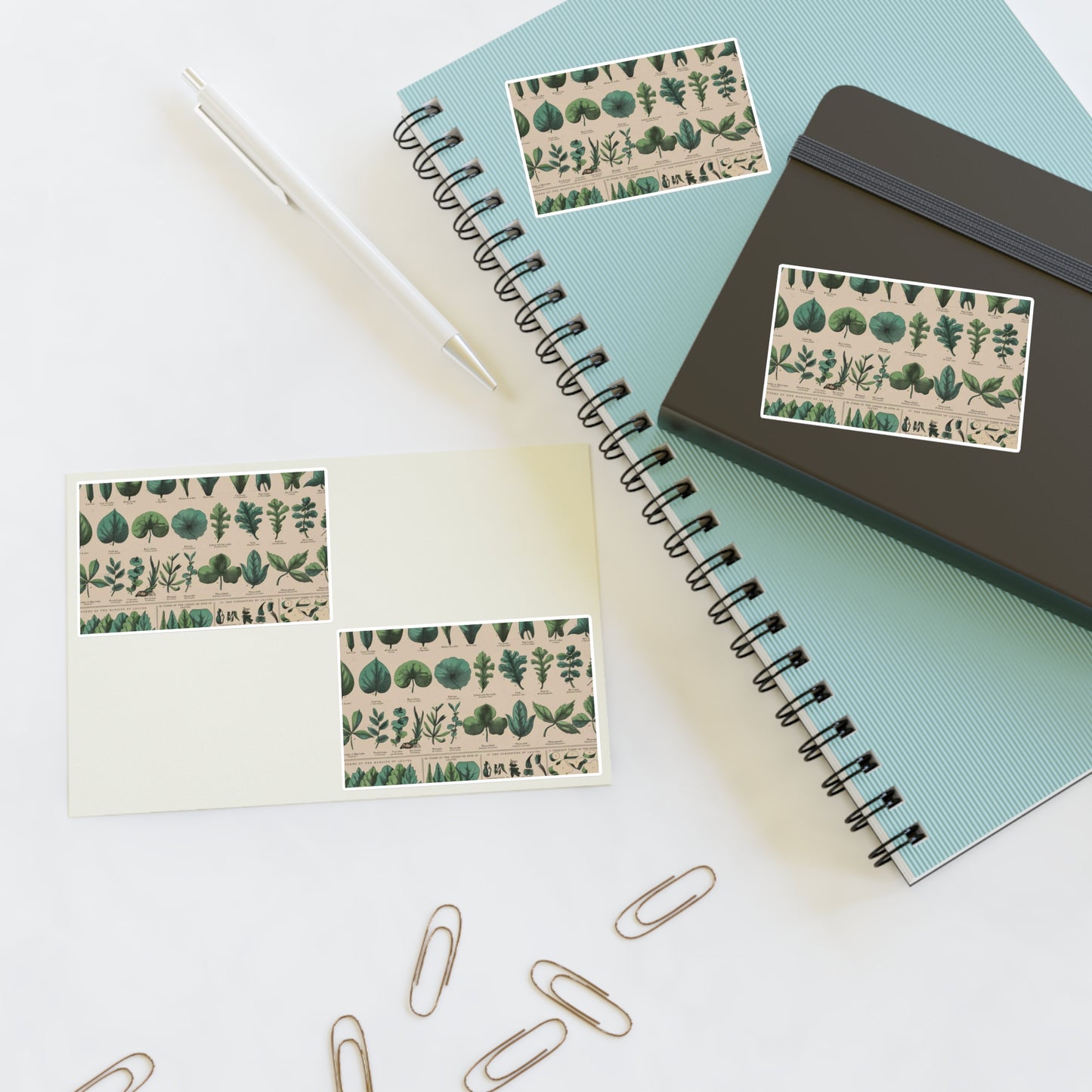 School and family charts, accompanied by a manual of object lessons and elementary instruction, by Marcius Willson and N.A. Calkins. No. XIX. Botanical: forms of leaves, stems, roots, and flowers Laminated UV Protective Vinyl Stickers