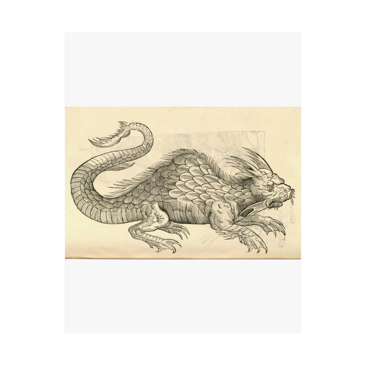 Orobonis Piscis effigies - Public domain portrait drawing  High Quality Matte Wall Art Poster for Home, Office, Classroom